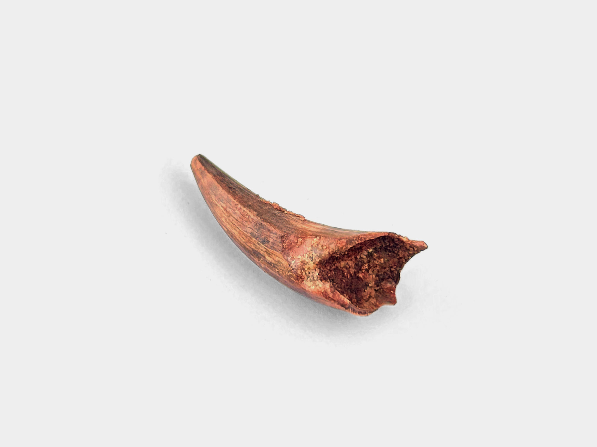 Spinosaur tooth. Originally found in Kem Kem Basin, Morocco. 100 million years old