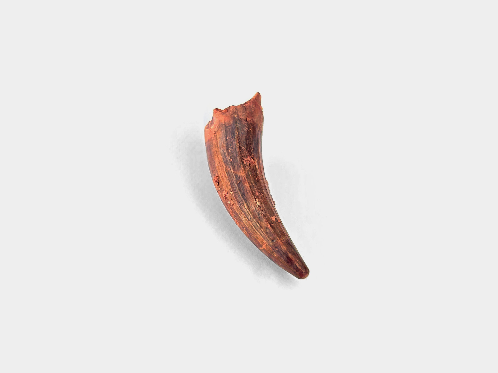 Spinosaur tooth. Originally found in Kem Kem Basin, Morocco. 100 million years old