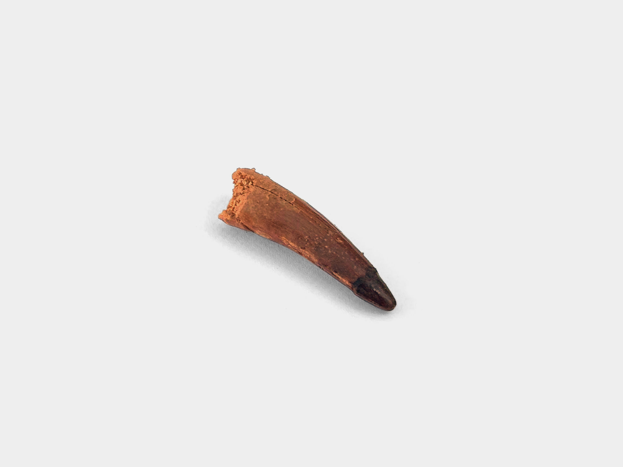 Spinosaur tooth. Originally found in Kem Kem Basin, Morocco. 100 million years old