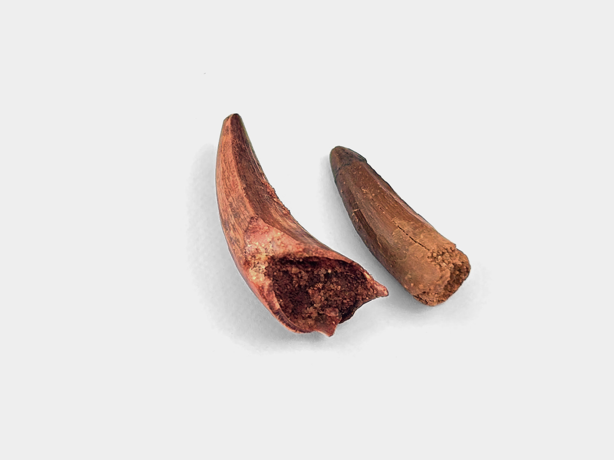 Spinosaur tooth. Originally found in Kem Kem Basin, Morocco. 100 million years old