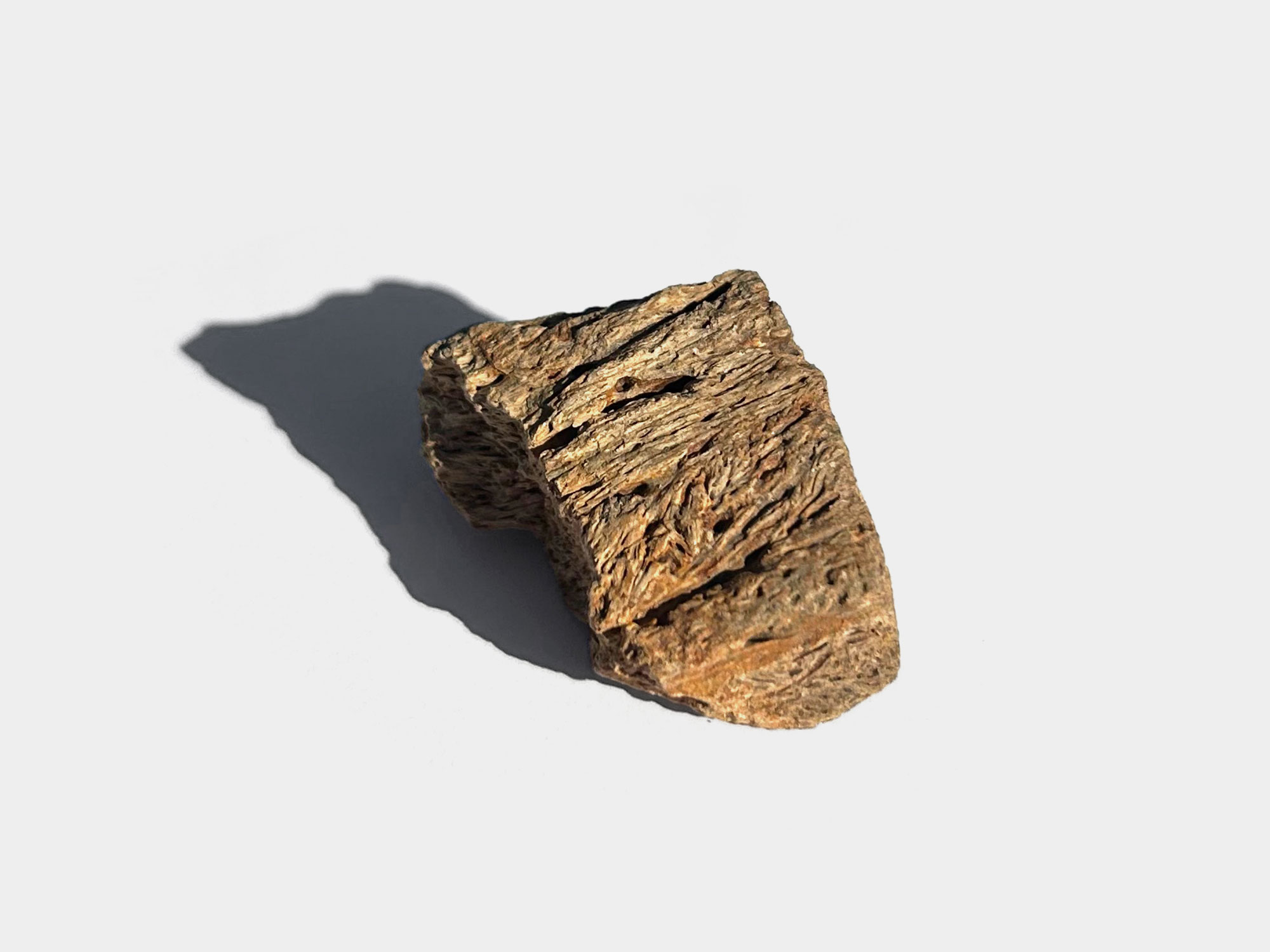 Triceratops bone. Originally found in Montana, USA. 70 million years old