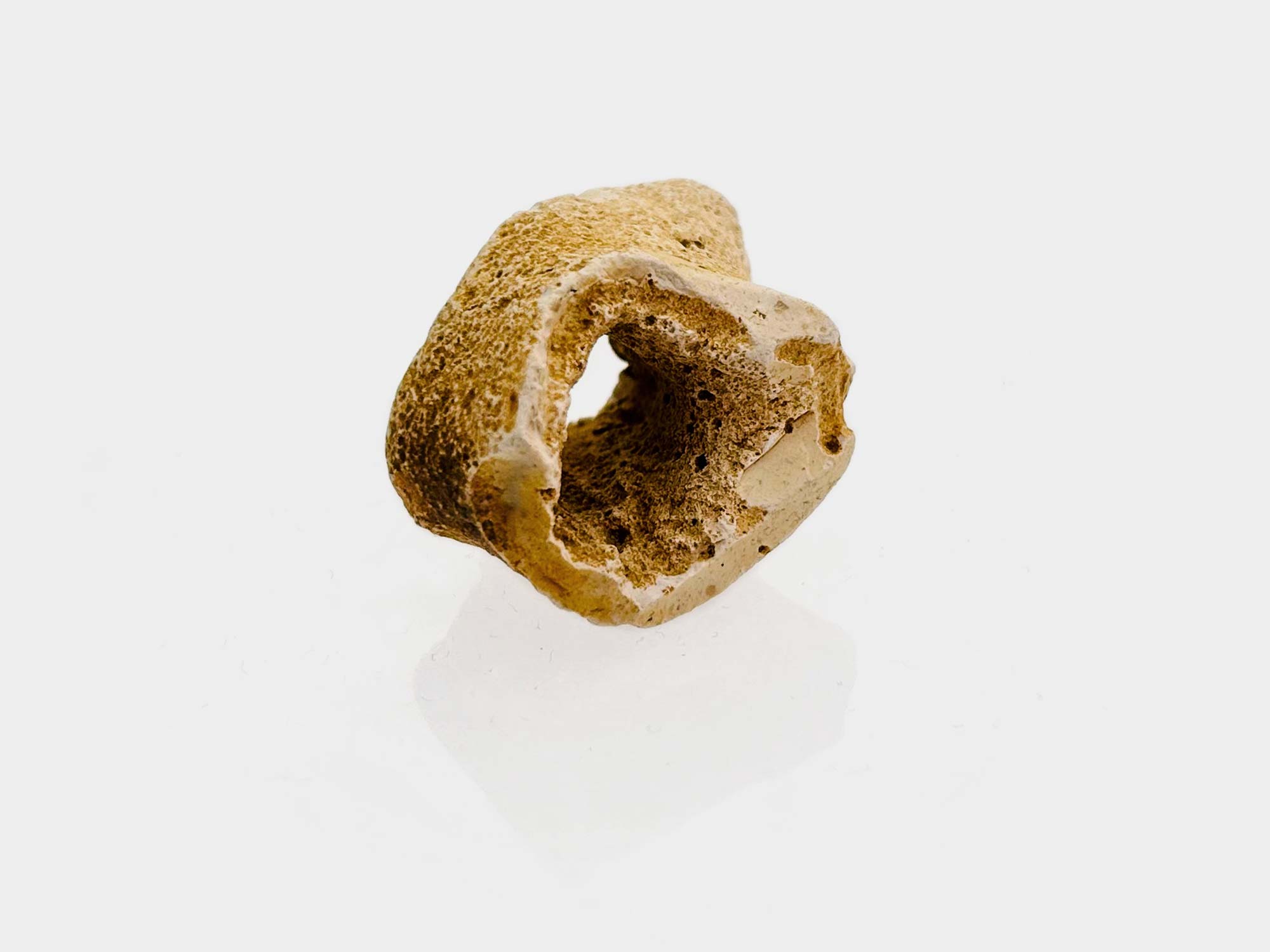 Found on Charmouth beach, Dorset, England. April 2025