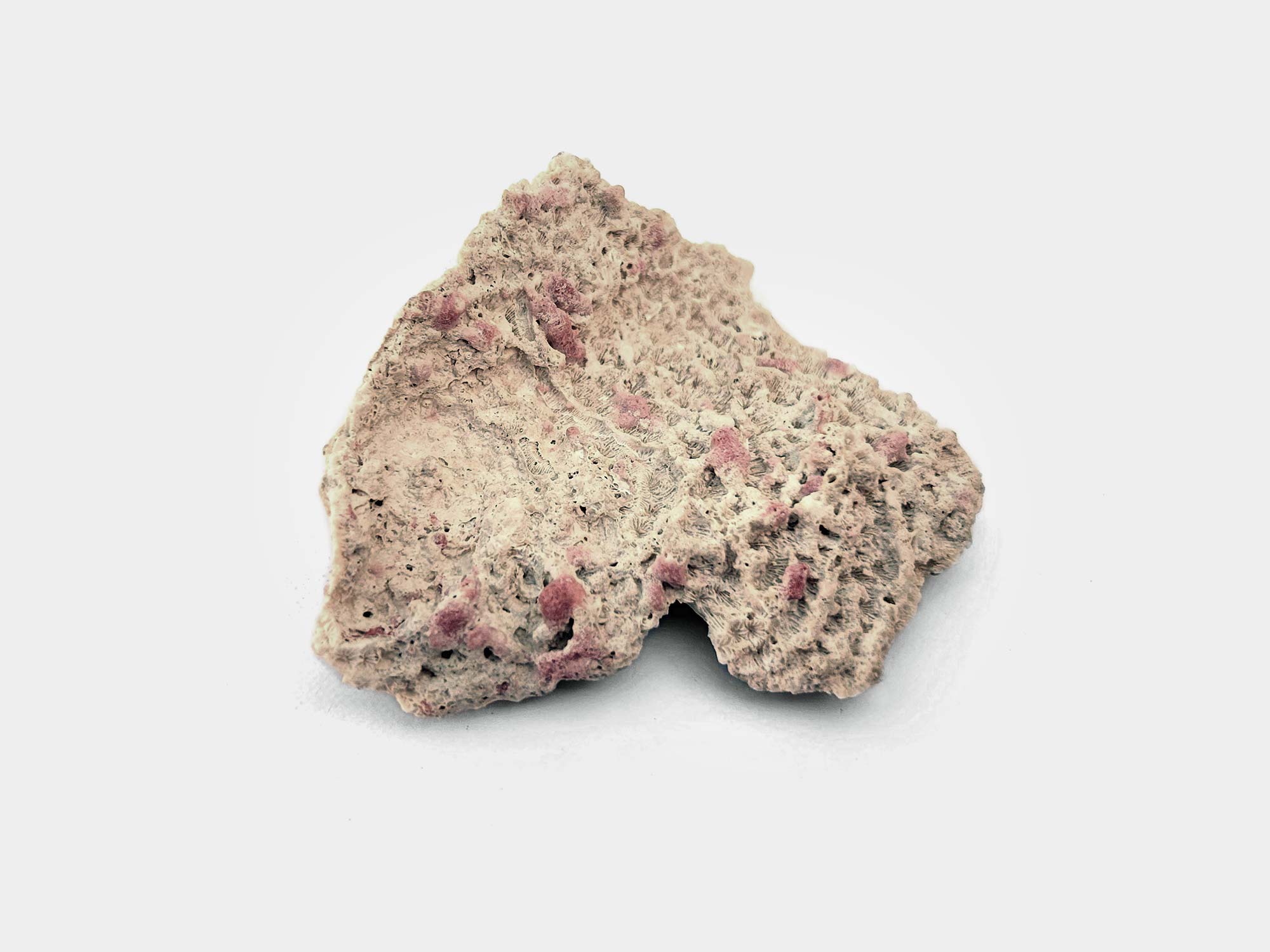 Stony coral with pink coralline algae. Beach find in Punta Cana, Dominican Republic. February 2025