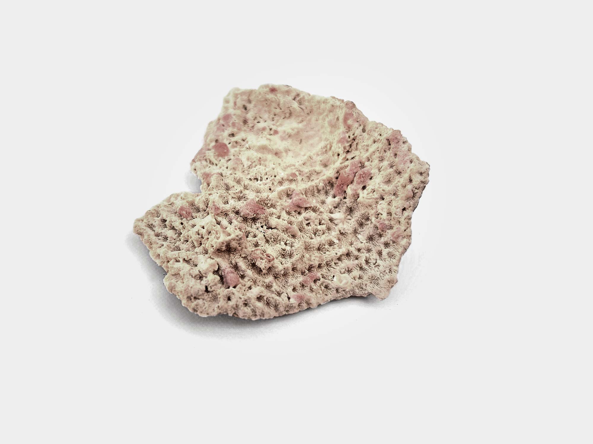 Stony coral with pink coralline algae. Beach find in Punta Cana, Dominican Republic. February 2025