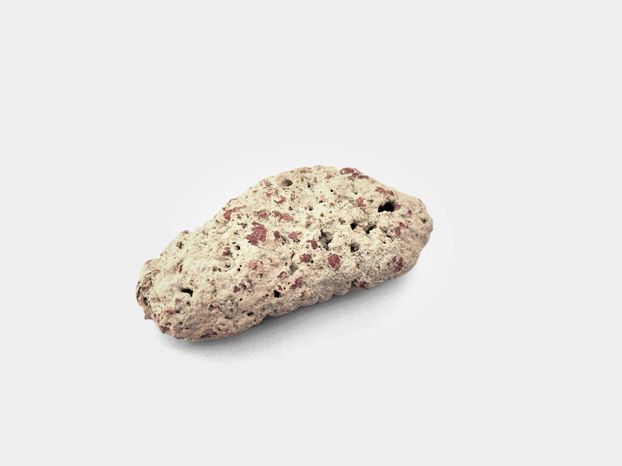 Stony coral with pink coralline algae. Beach find in Punta Cana, Dominican Republic. February 2025