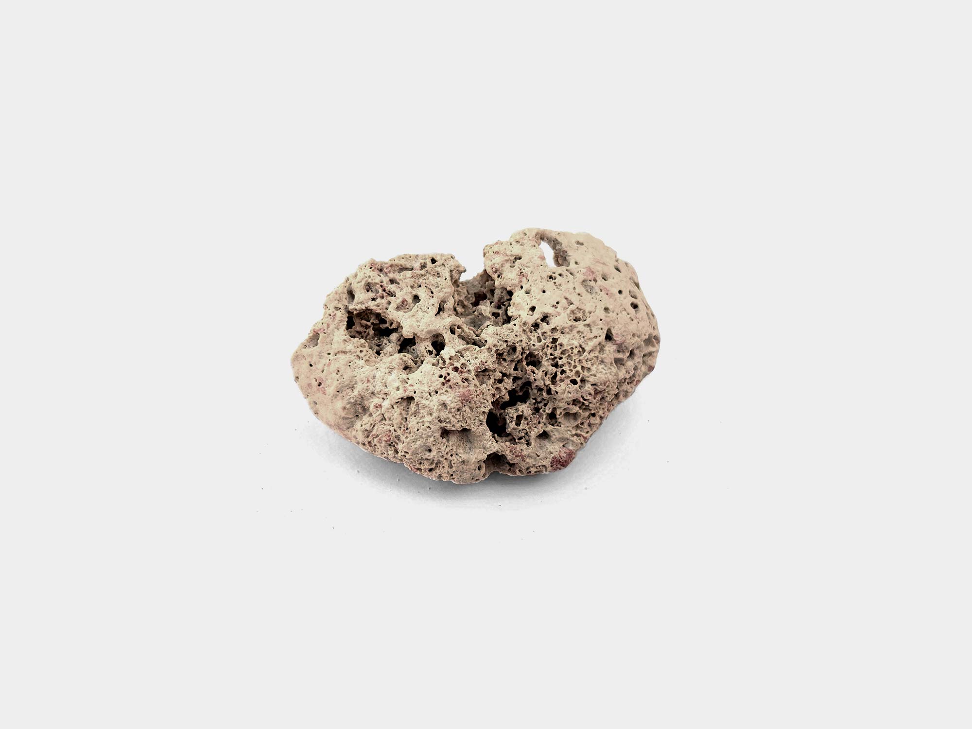 Stony coral. Beach find in Punta Cana, Dominican Republic. February 2025