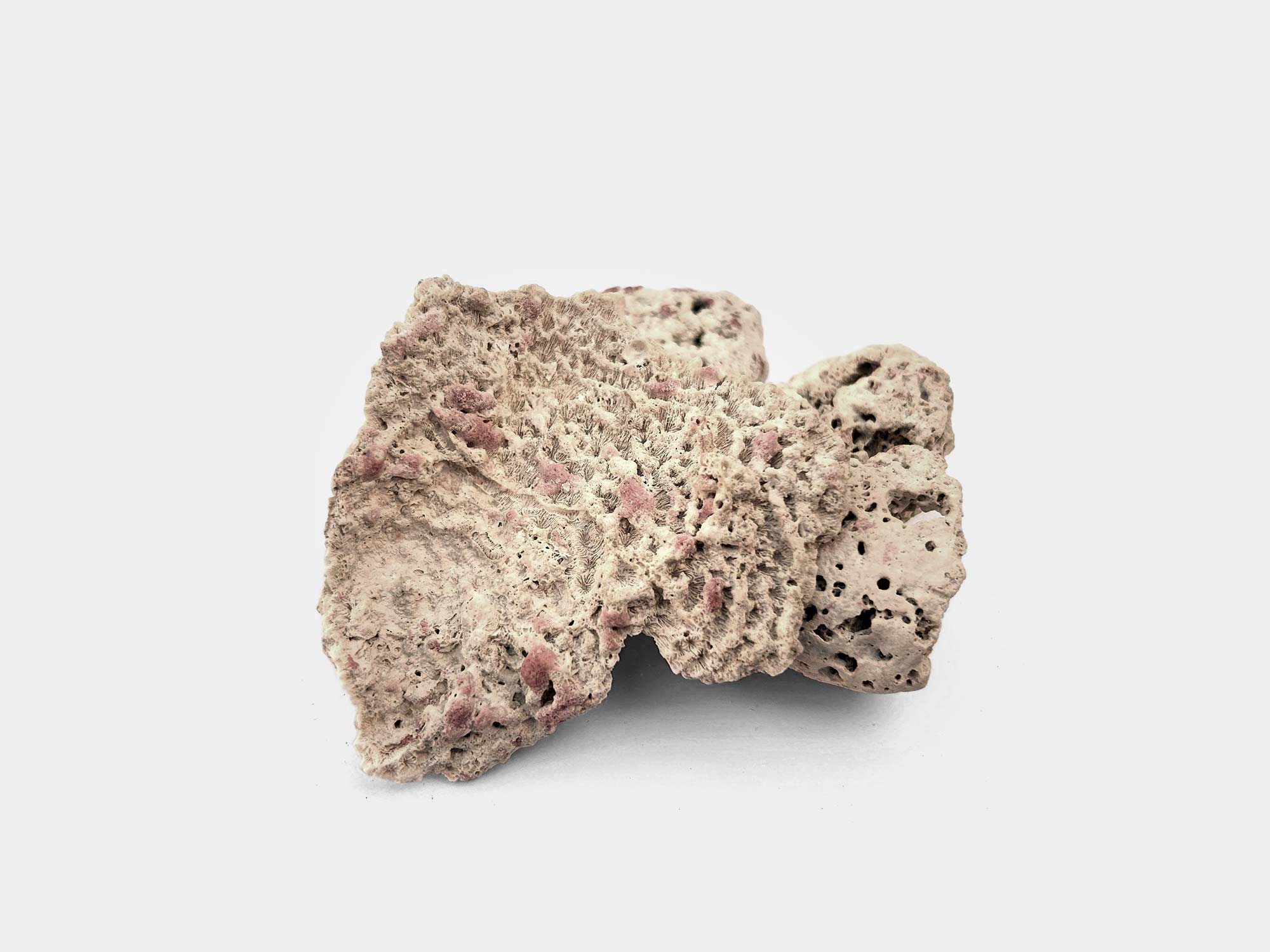 Stony coral with pink coralline algae. Beach find in Punta Cana, Dominican Republic. February 2025