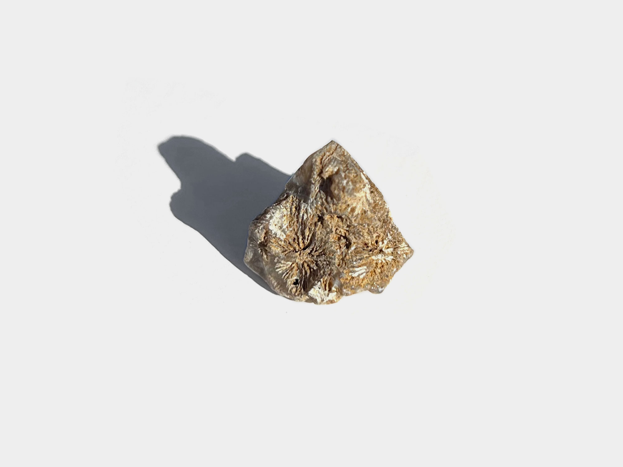 Star coral. Originally found in Wiltshire, UK