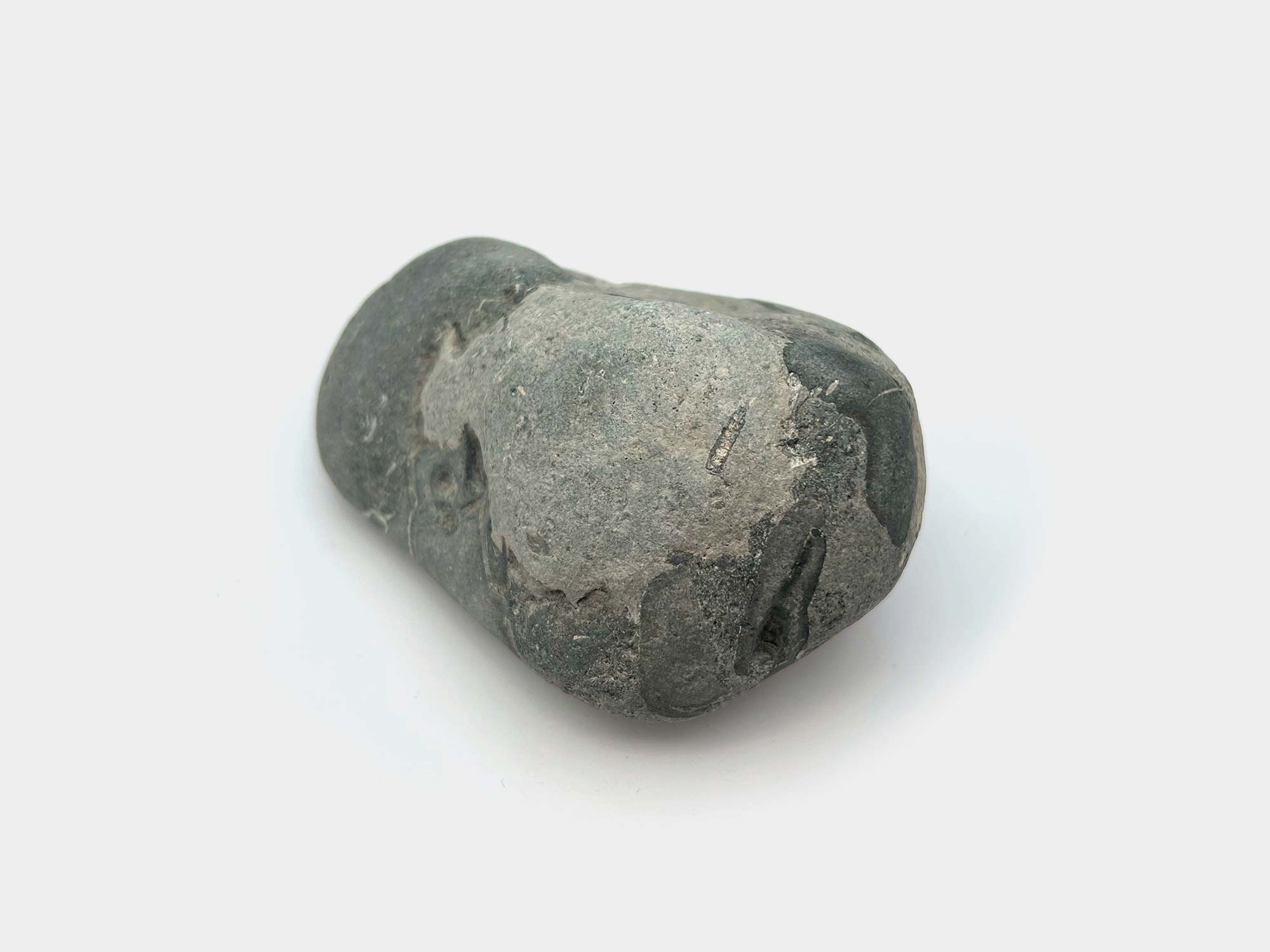 Crinoid stem. Found in Dorset, England. August 2024