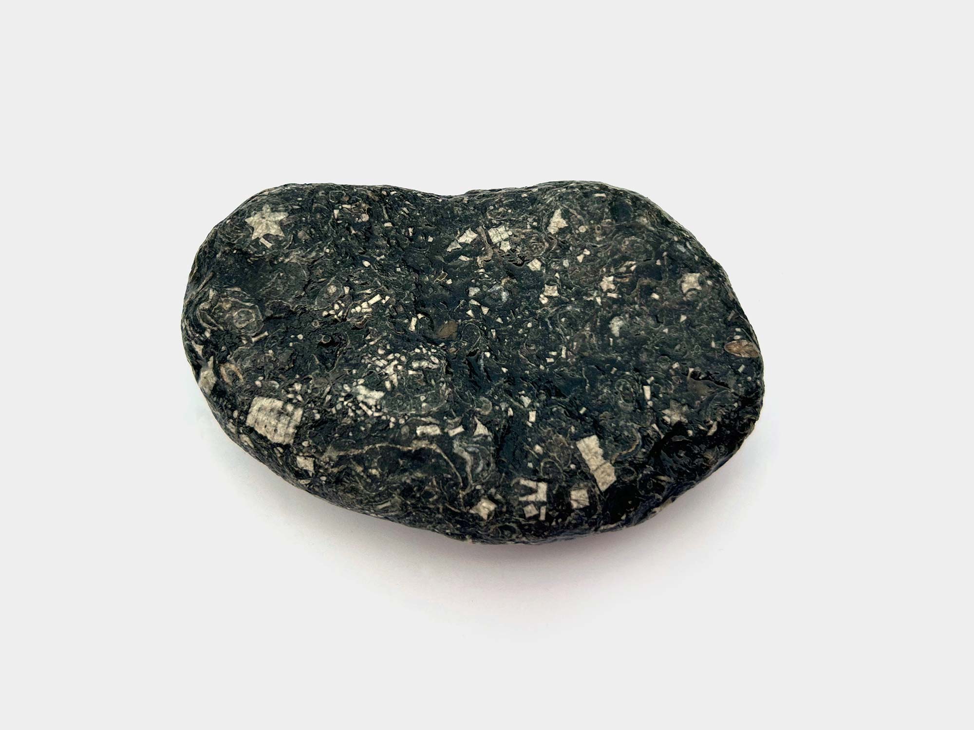 Crinoid (sea lily) fragments, with distinctive star-shaped stem structure. Found in Dorset, England. August 2024