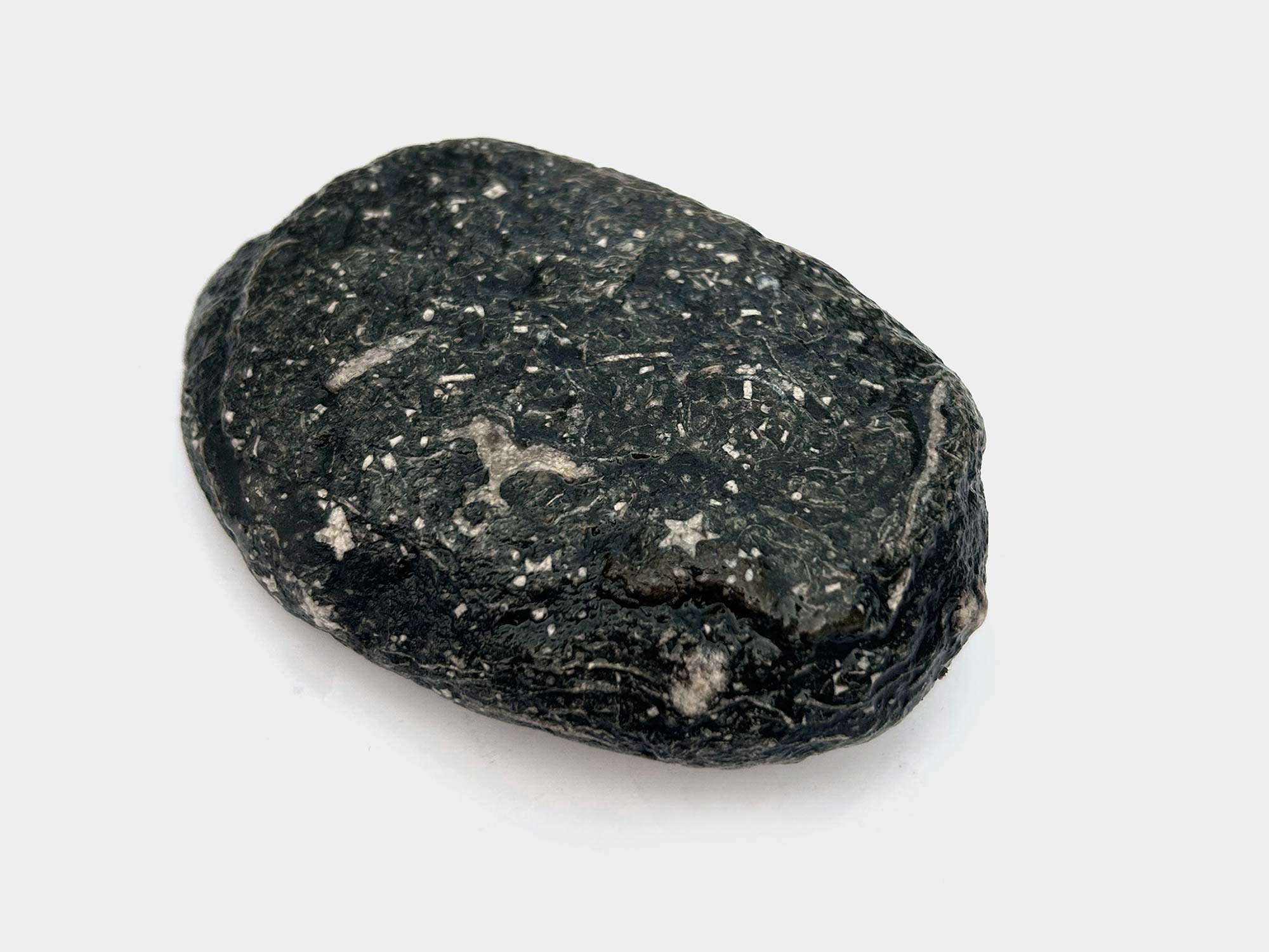 Crinoid star-shaped stem fragments. Found in Dorset, England. August 2024