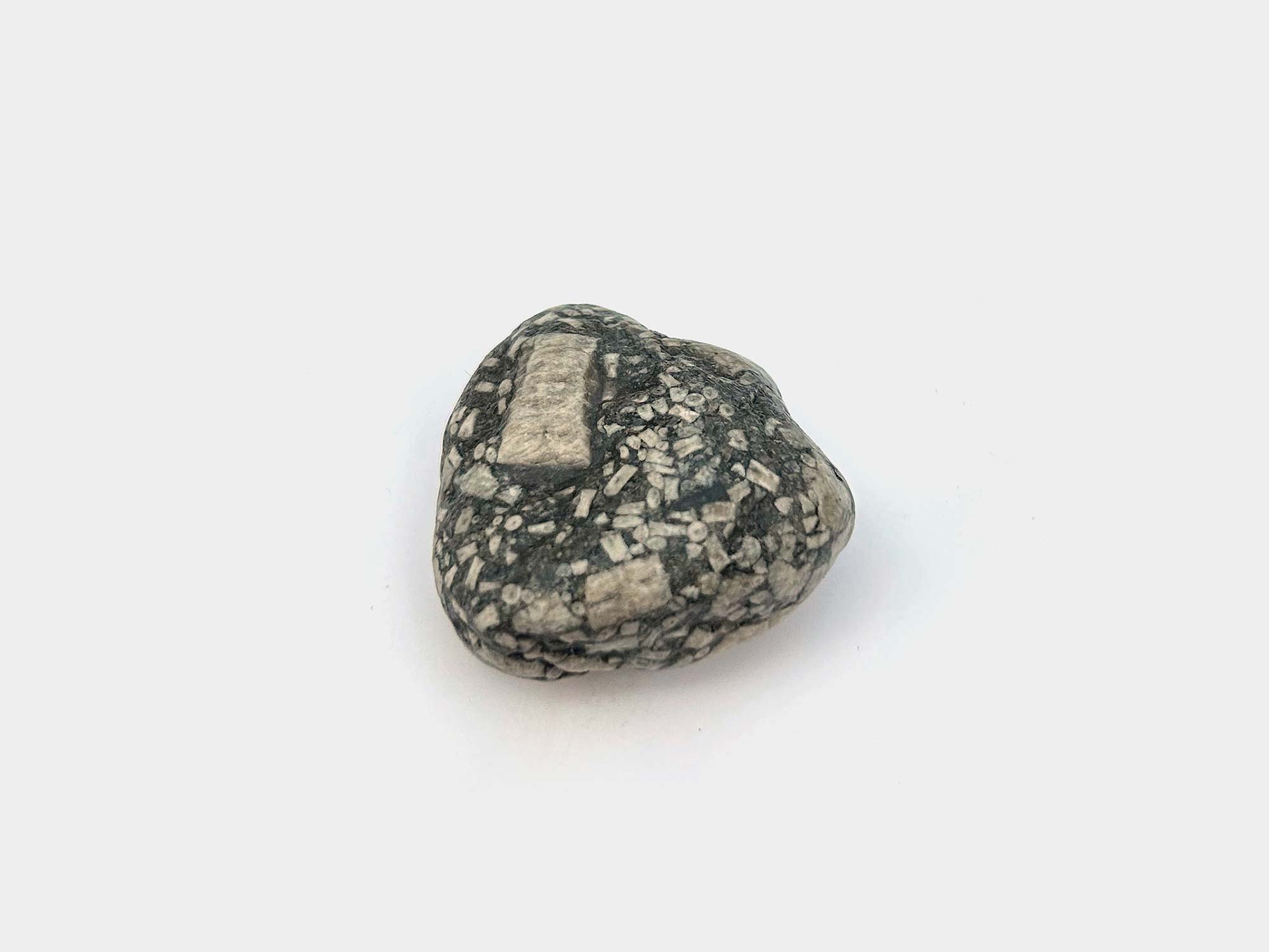 Crinoid fragments in mudstone. Found in Dorset, England. August 2024