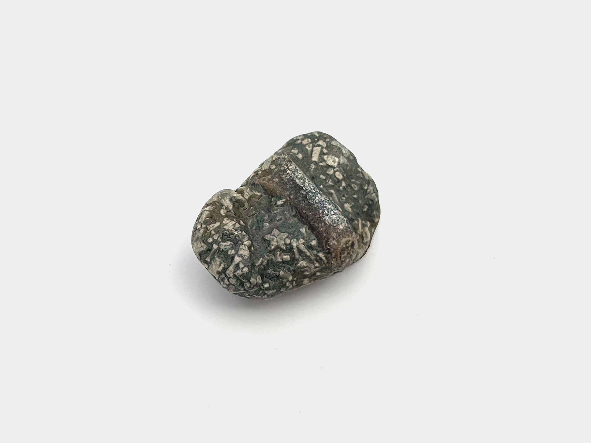 Star-shaped stem and other crinoid fragments along with a belemnite guard. Found in Dorset, England. August 2024