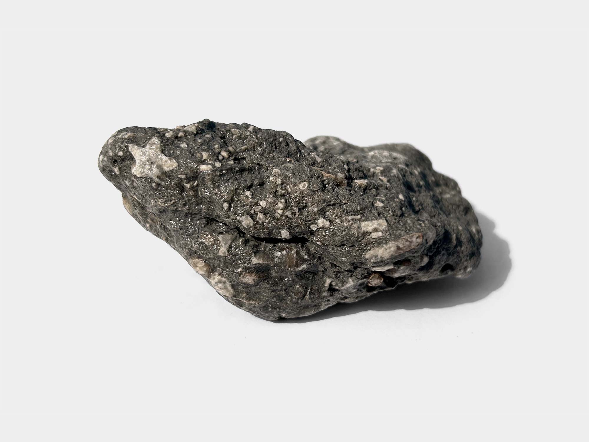 Crinoid star-shaped stem fragment in mudstone. Found in Dorset, England. August 2024