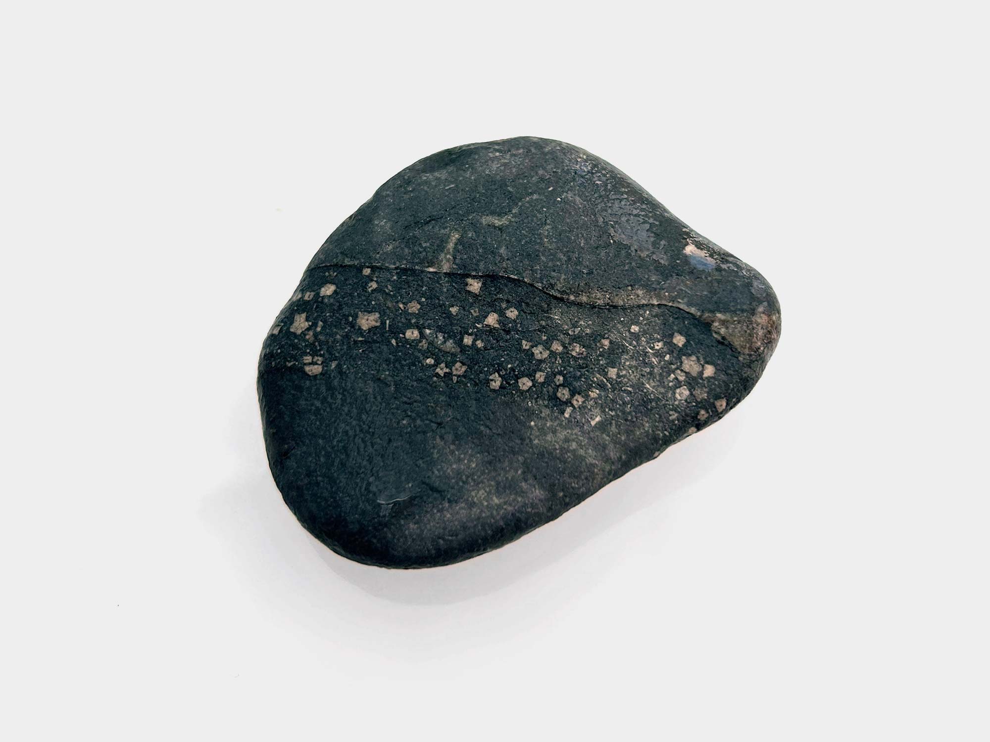 Cluster of crinoid fragments in mudstone. Found in Charmouth, Dorset, England. April 2025