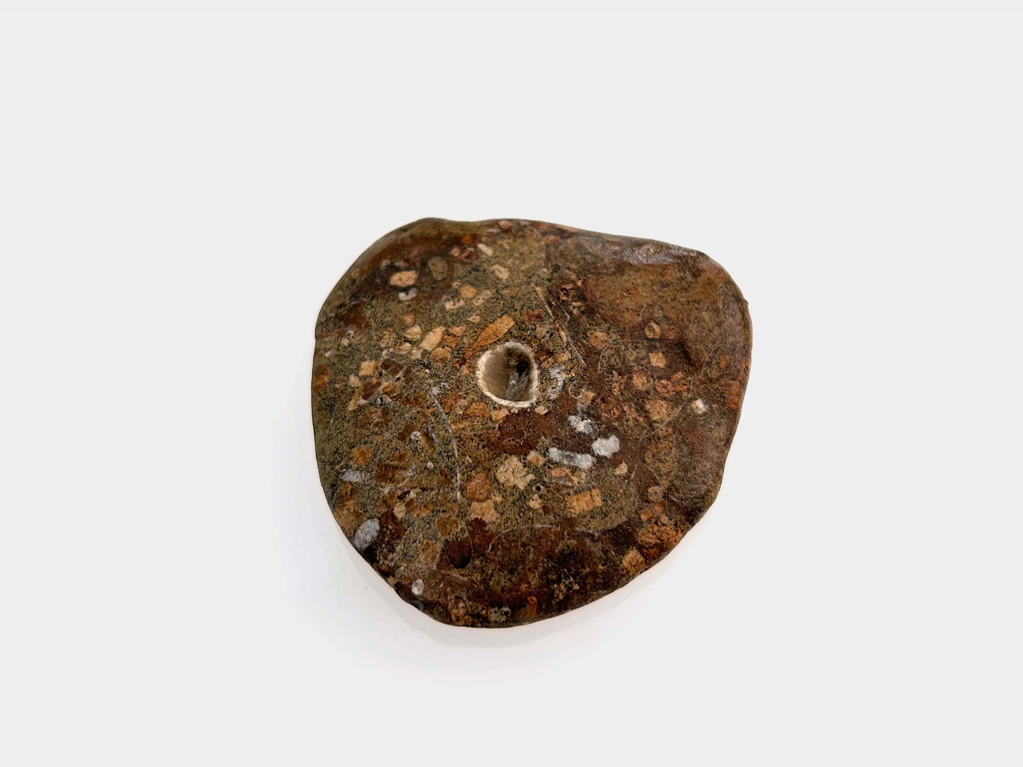 Bivalve shell surrounded by crinoid fragments. Found in Seatown, Dorset, England. April 2025