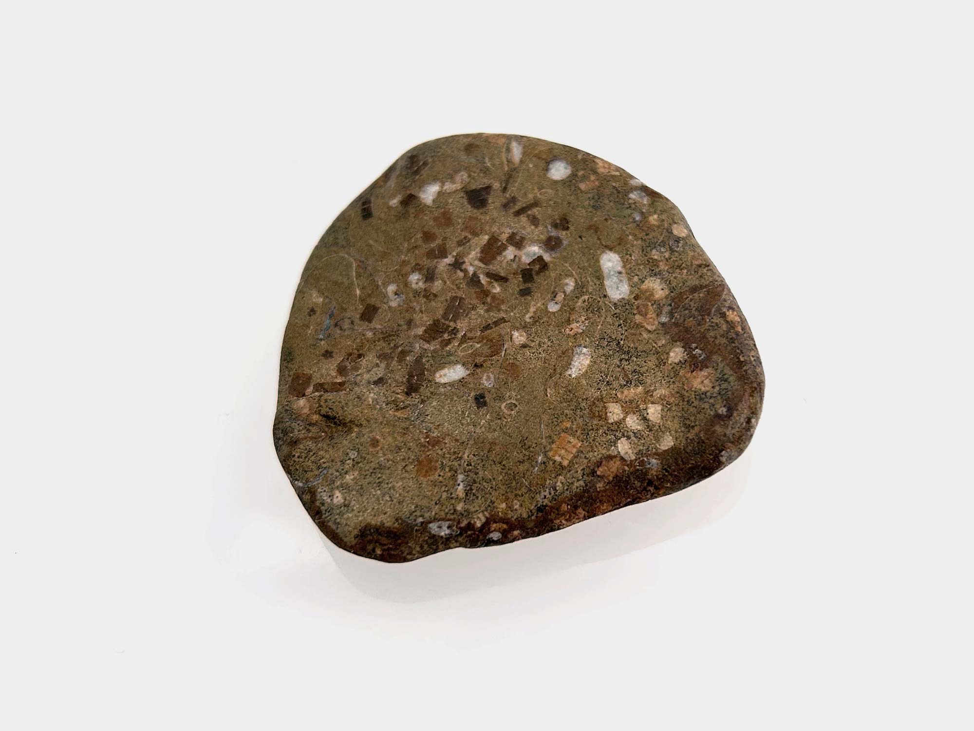 Crinoid fragments. Found in Seatown, Dorset, England. April 2025