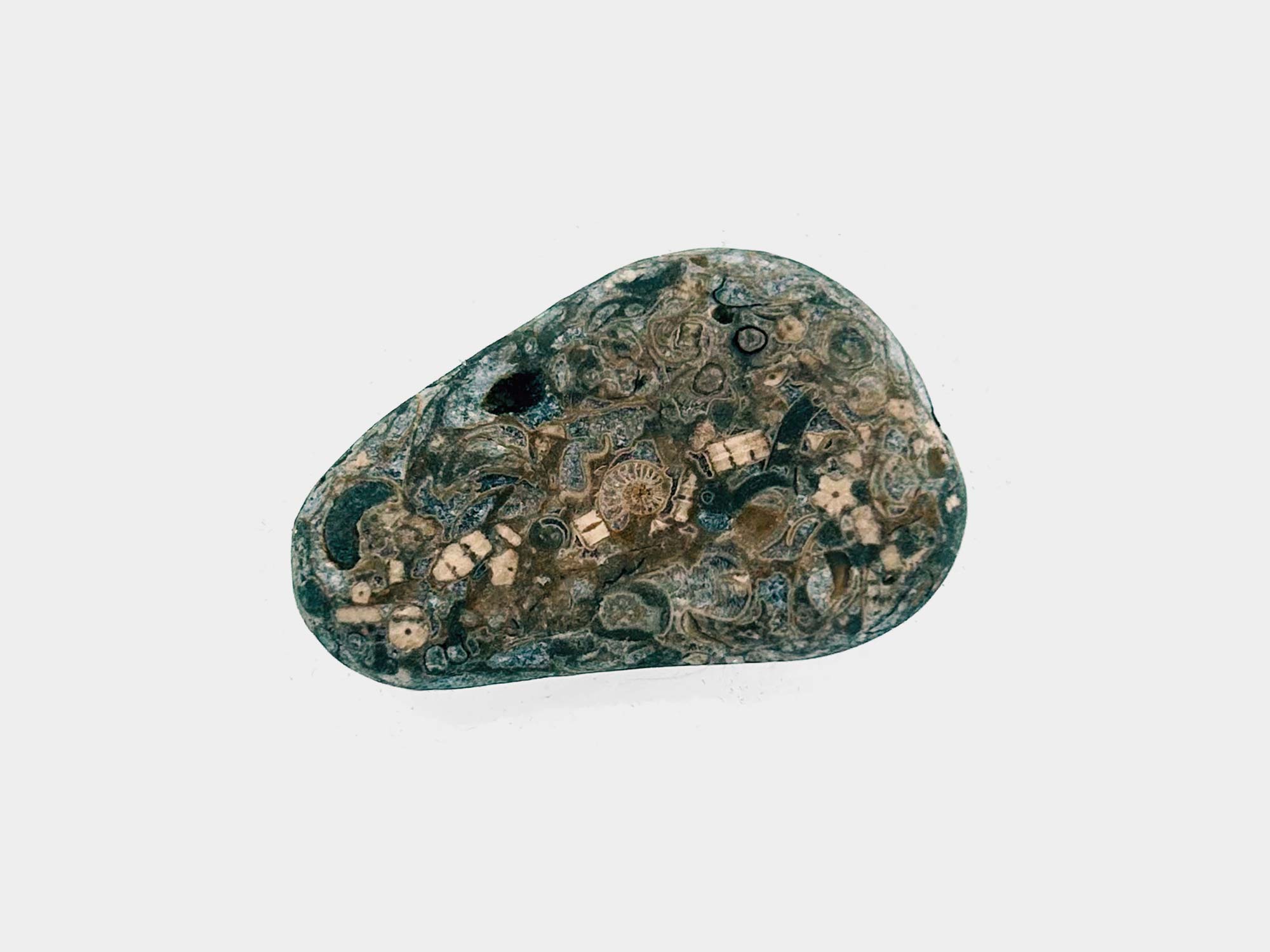 Crinoid fragments along with tiny ammonite specimen. Found in Seatown, Dorset, England. April 2025