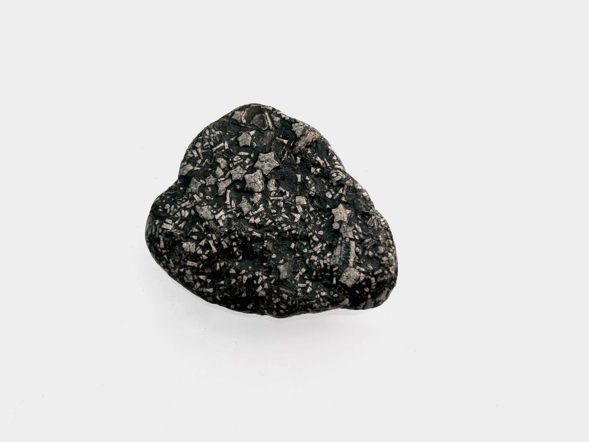 Crinoid star-shaped stems and other fragments in mudstone. Found in Charmouth, Dorset, England. April 2025