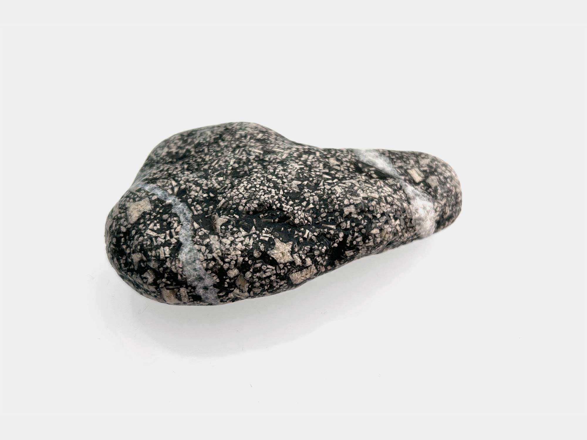Crinoid fragments in mudstone and pyrite. Found in Charmouth, Dorset, England. April 2025