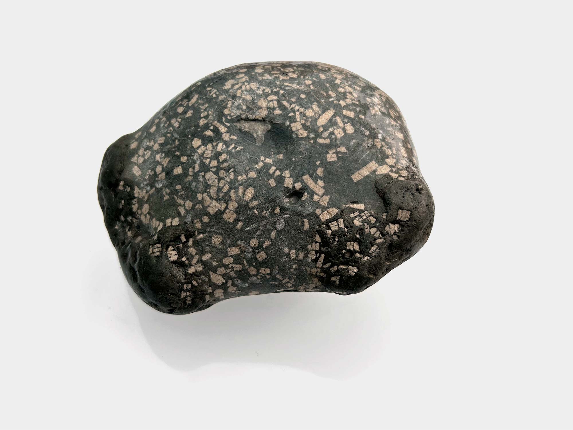 Crinoid fragments in dry mudstone. Found in Charmouth, Dorset, England. April 2025