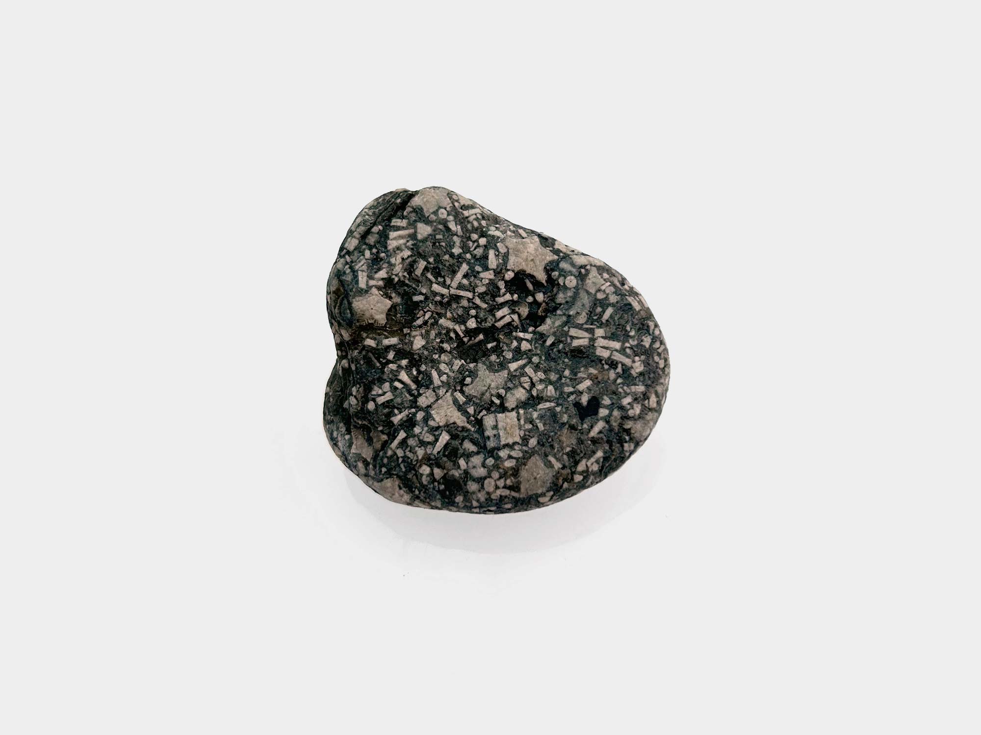Crinoid star-shaped stem fragments. Found in Charmouth, Dorset, England. April 2025
