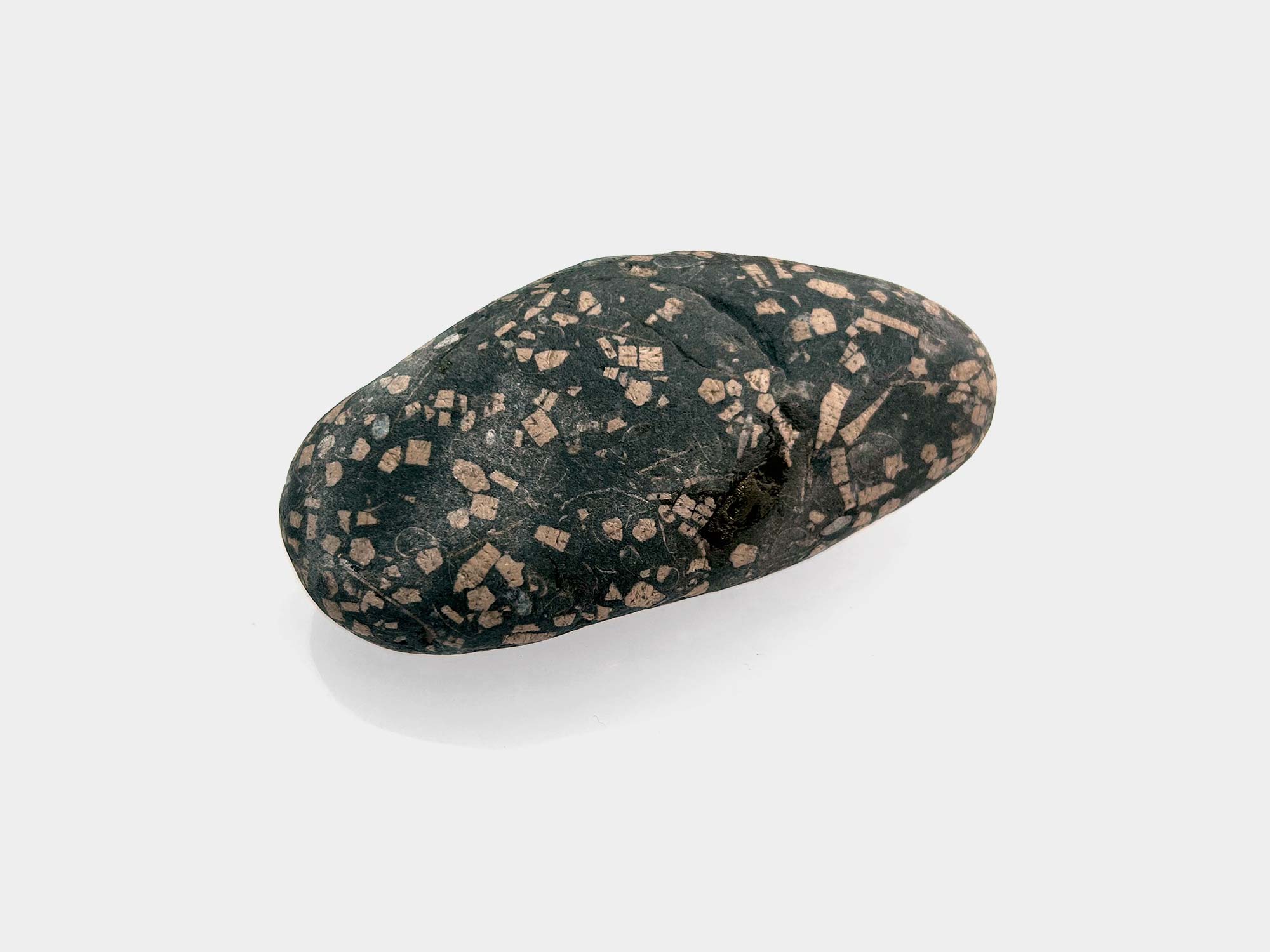 Crinoid pieces in dry mudstone. Found in Charmouth, Dorset, England. April 2025