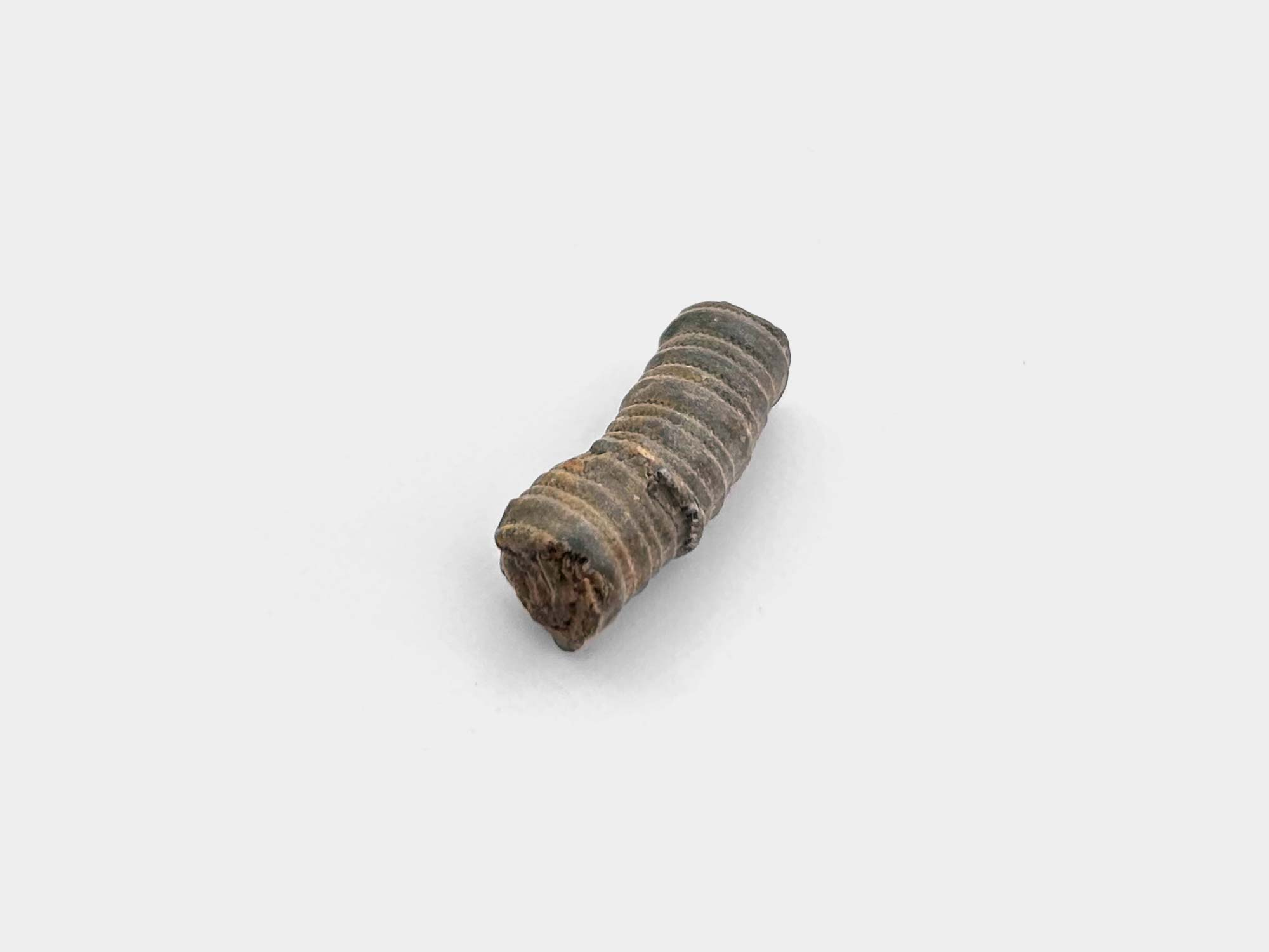 Crinoid stem. Originally found in Morocco. 400 million years old