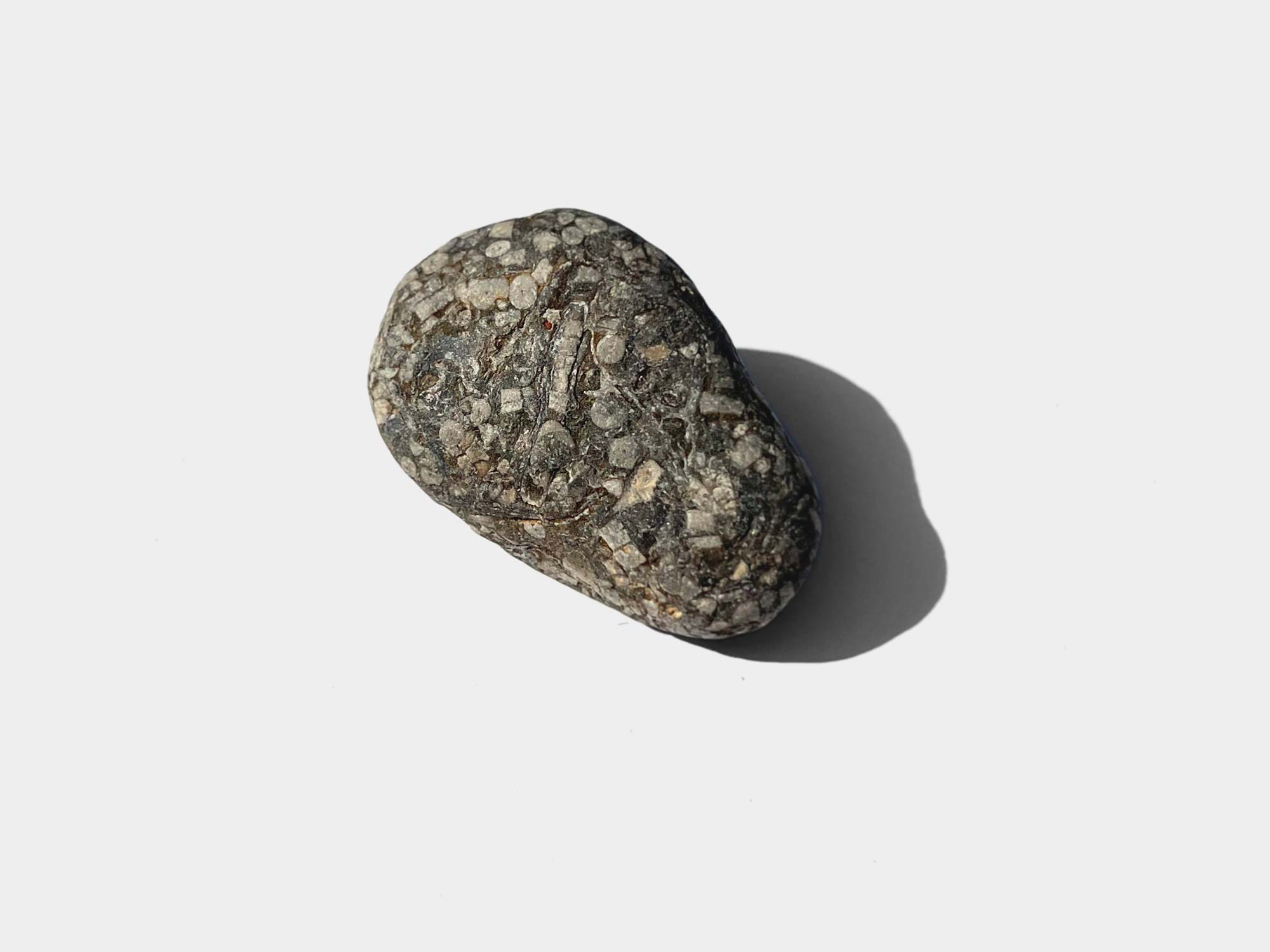 Found in Charmouth, Dorset, England. June 2022