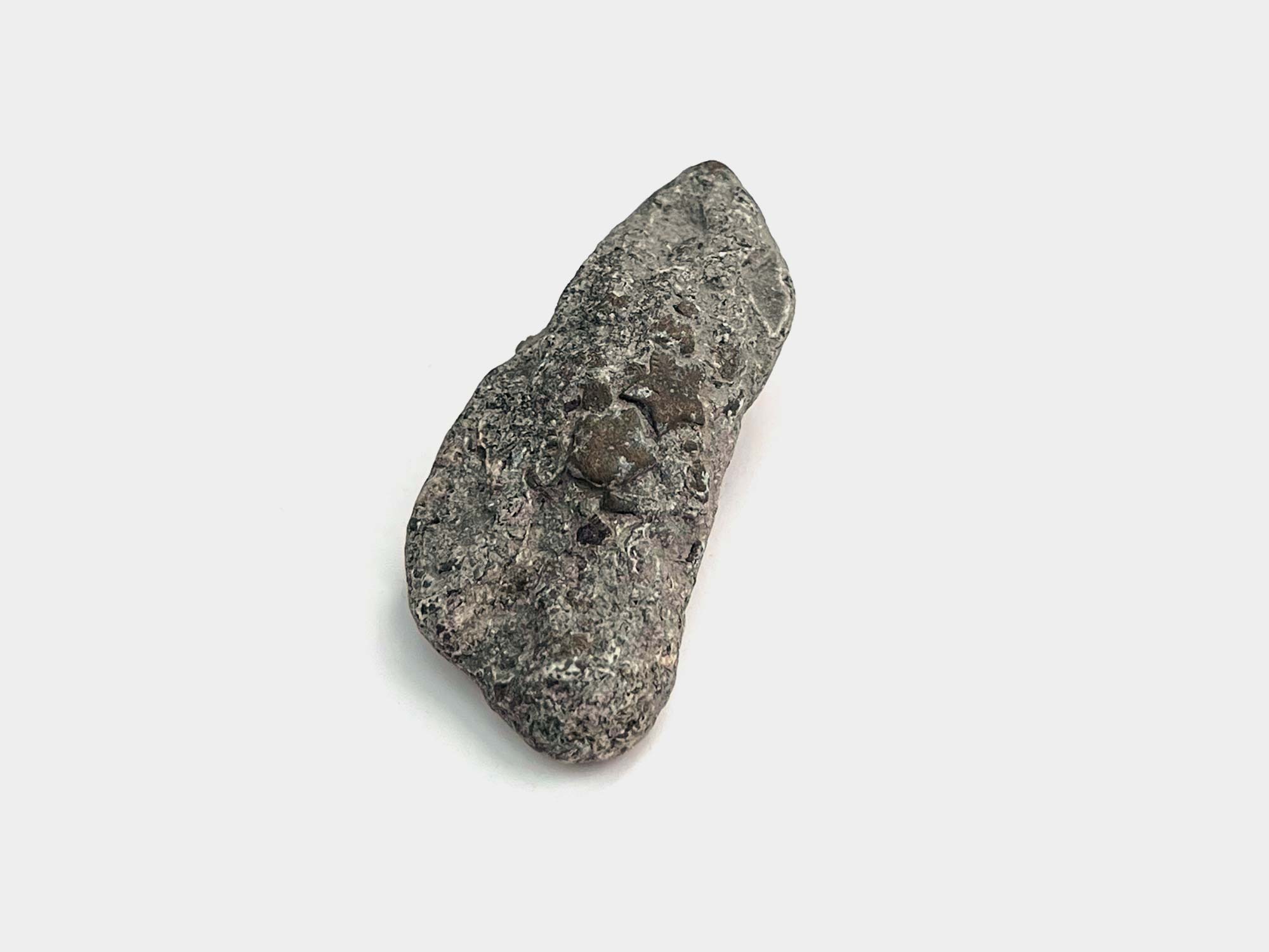 Large pyrite crinoid star-shaped stem. Found in Charmouth, Dorset, England. May 2024