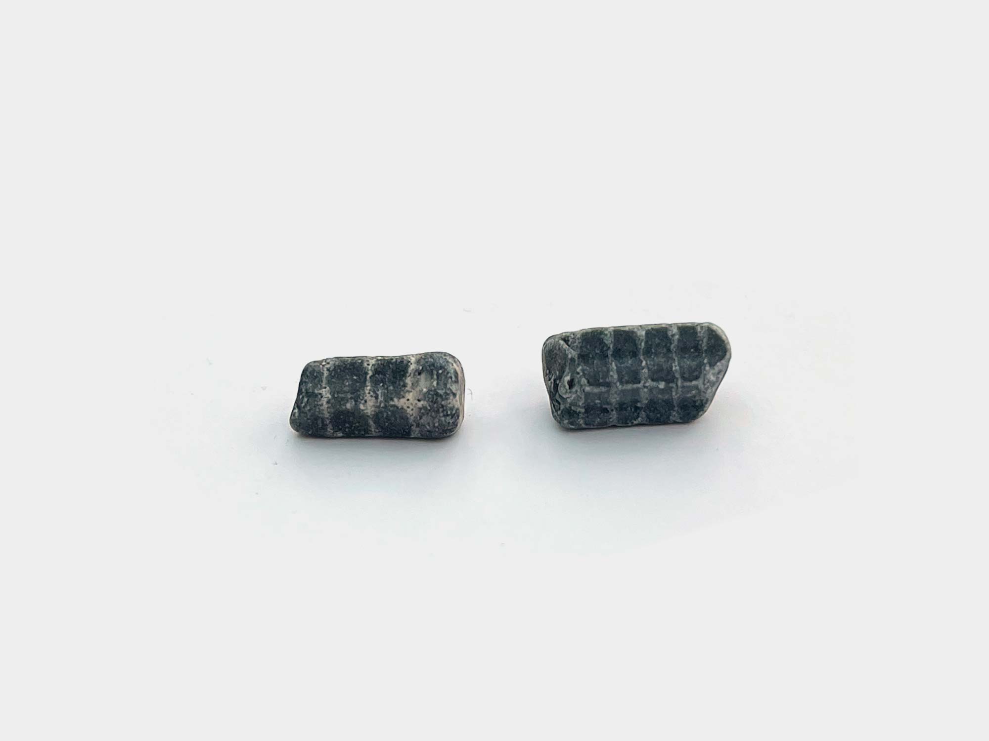 Crinoid stems. Found in Charmouth, Dorset, England. May 2024