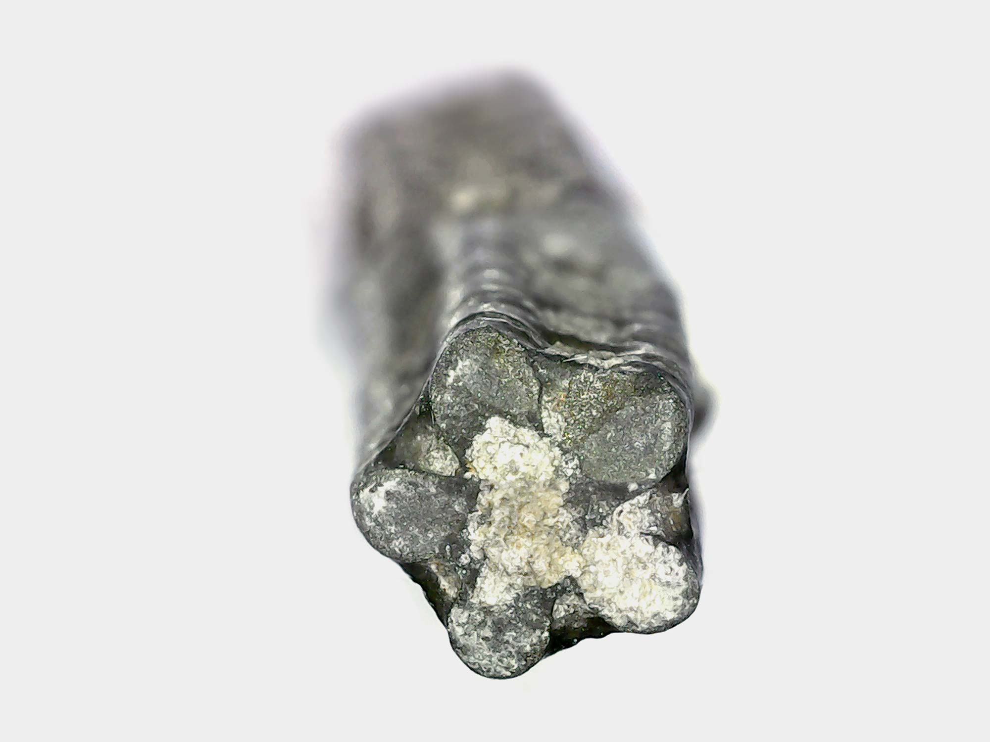 Pyrite crinoid stem under a microscope