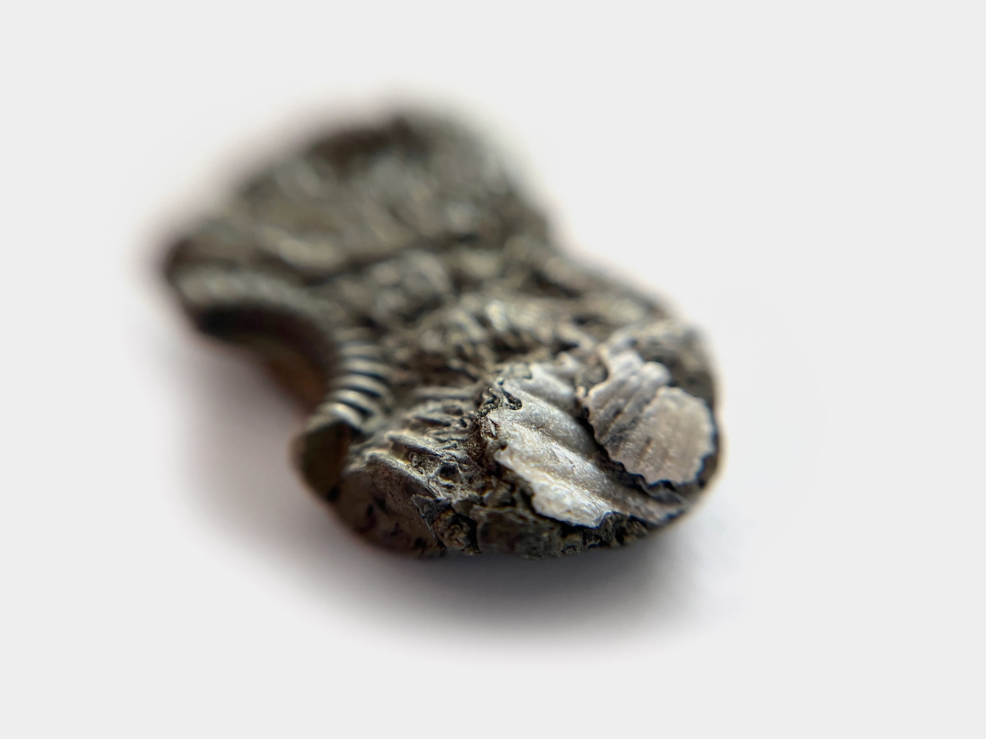 Tiny bivalves preserved with ammonite in pyrite. Found on Charmouth beach, Dorset, England. May 2024