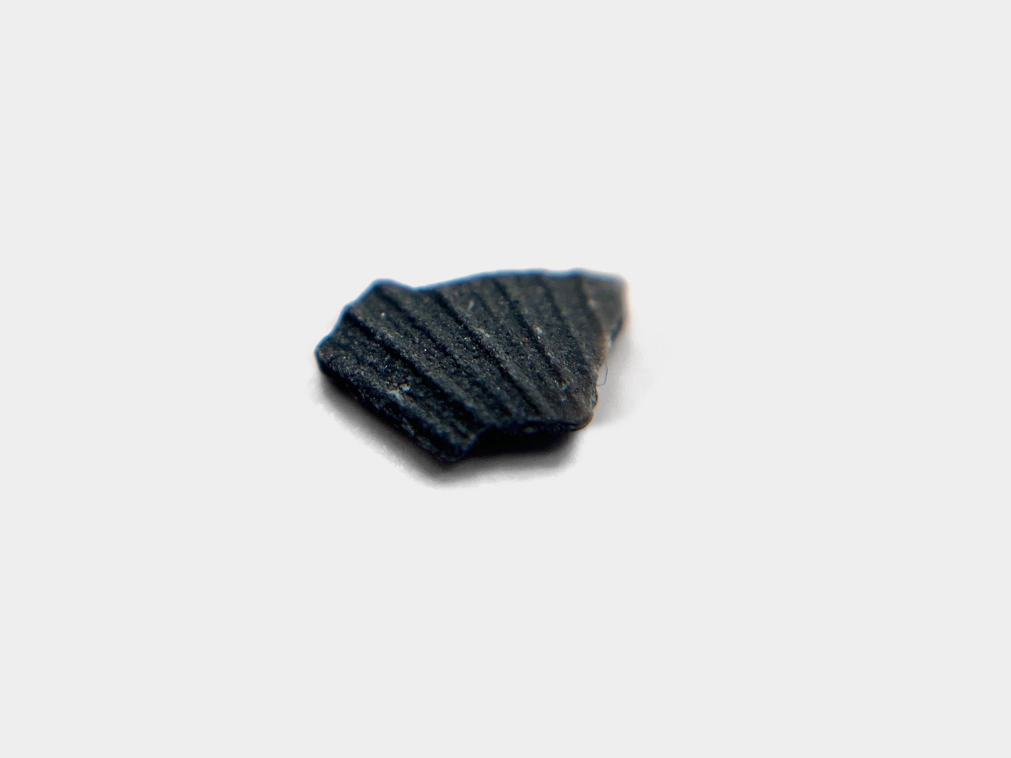 Bivalve found on Charmouth beach, Dorset, England. May 2024