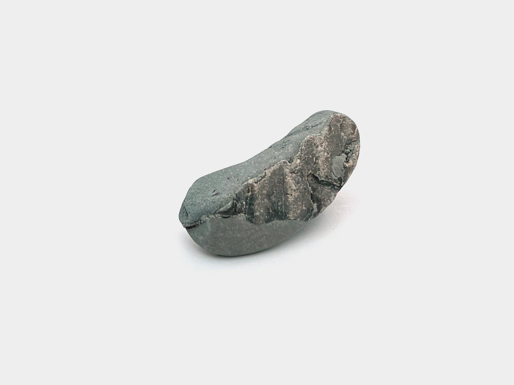 Bivalve found on Charmouth beach, Dorset, England. May 2024