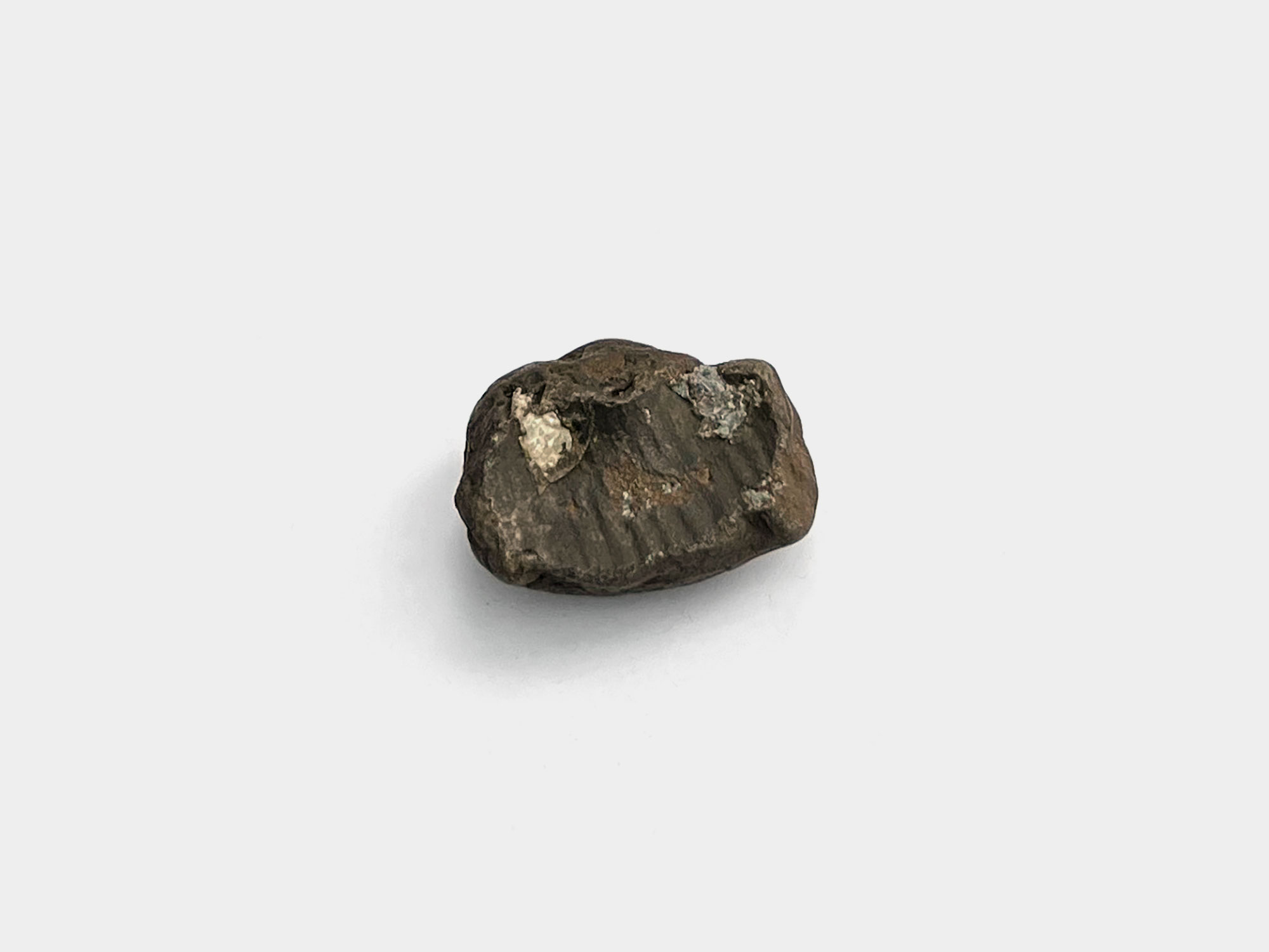 Bivalve found on Charmouth beach, Dorset, England. May 2024
