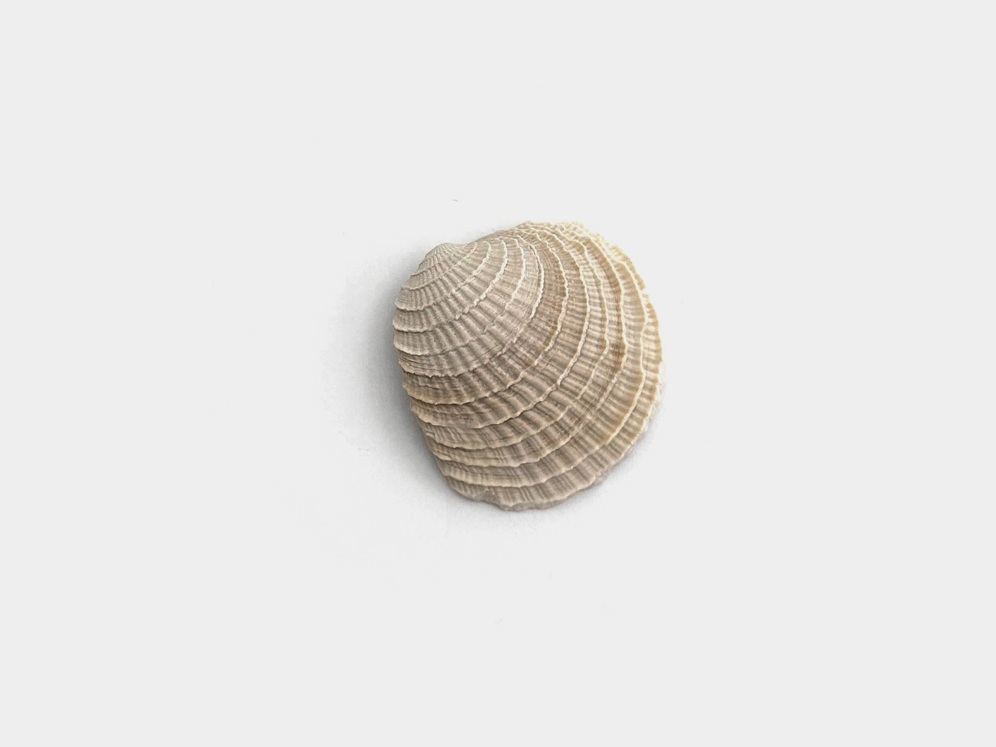 Clam shell, originally found in Florida, USA. 2.8 million years old