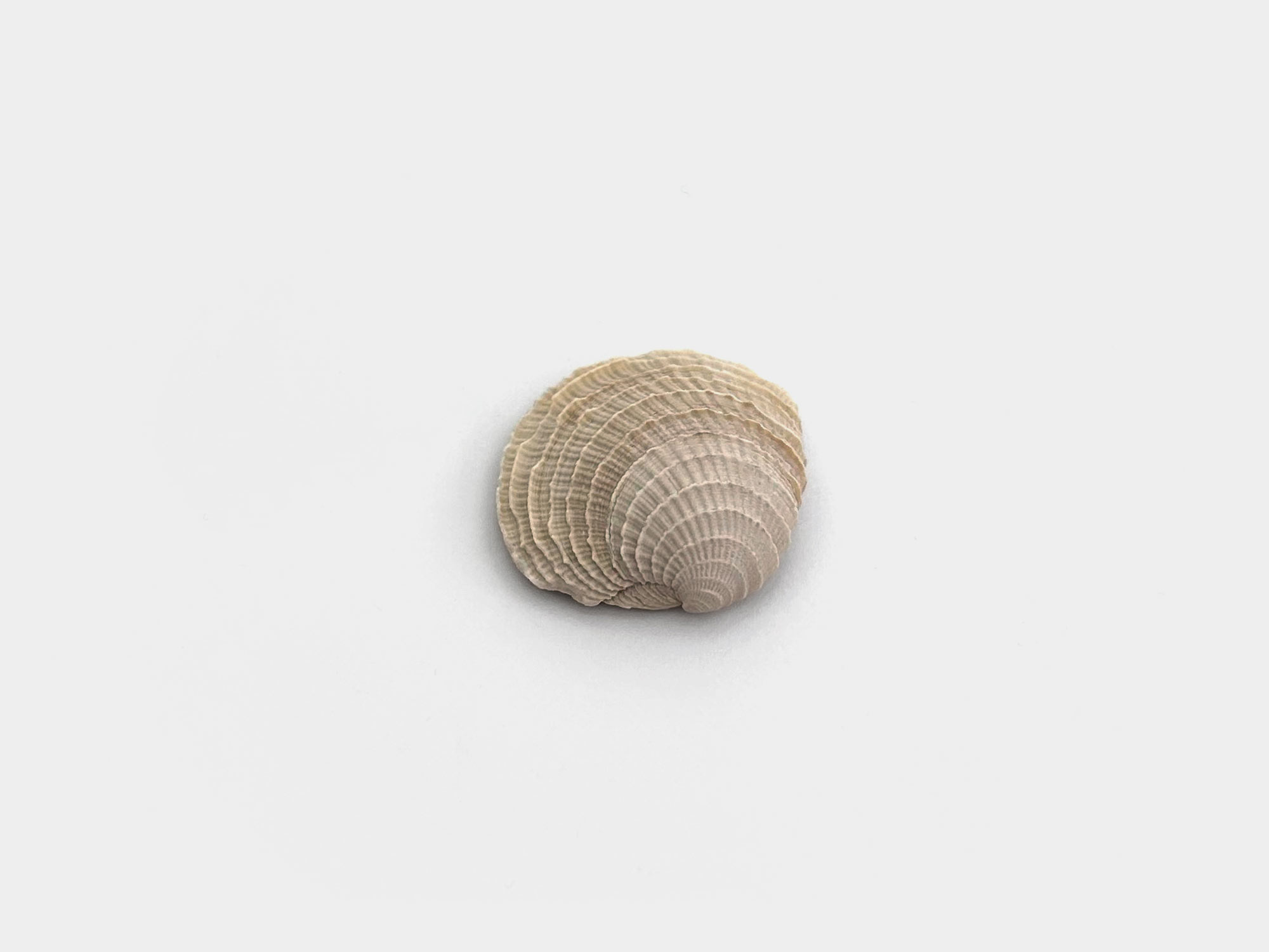 Clam shell, originally found in Florida, USA. 2.8 million years old