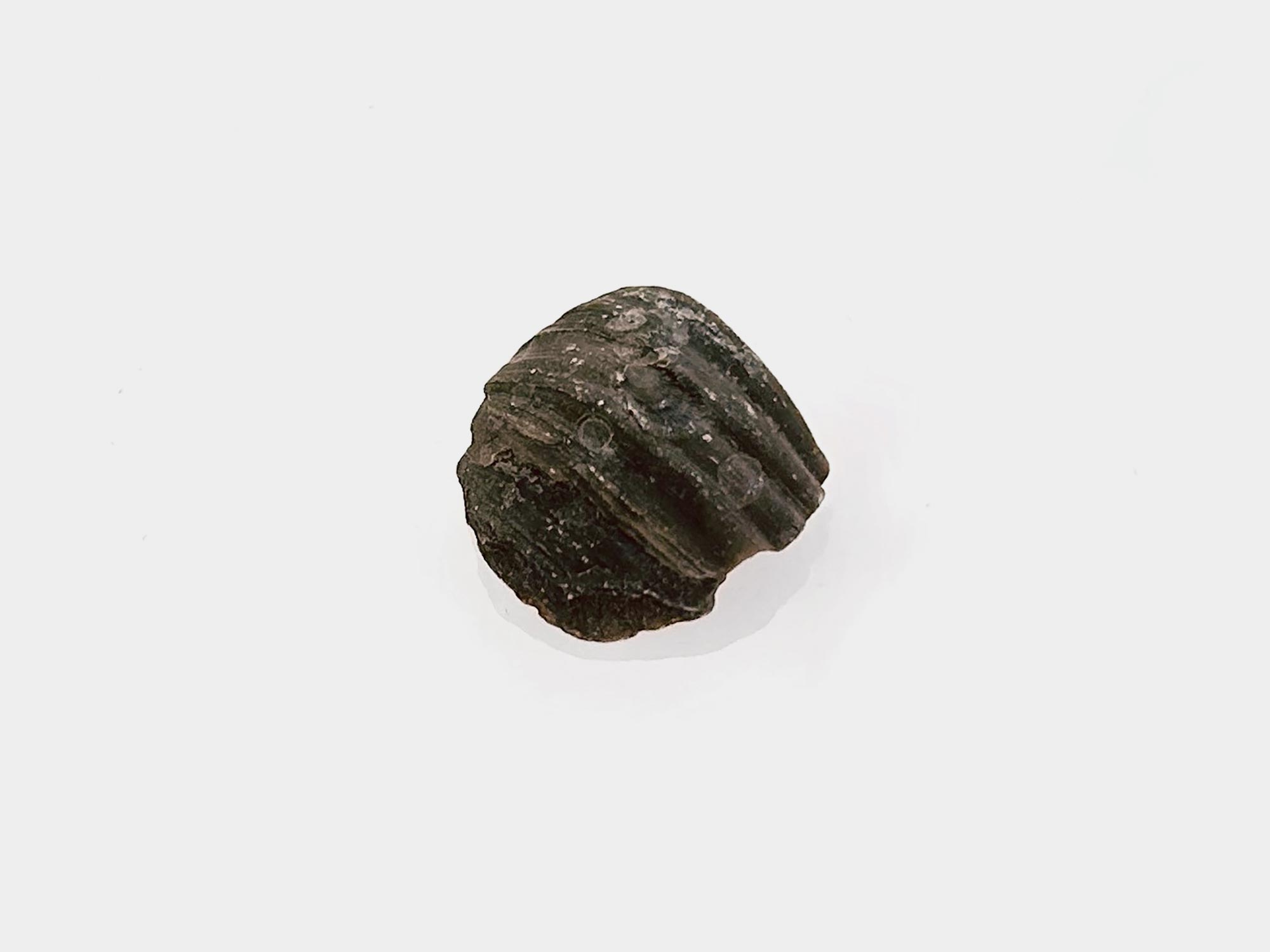 Found on Charmouth beach, Dorset, England. April 2025