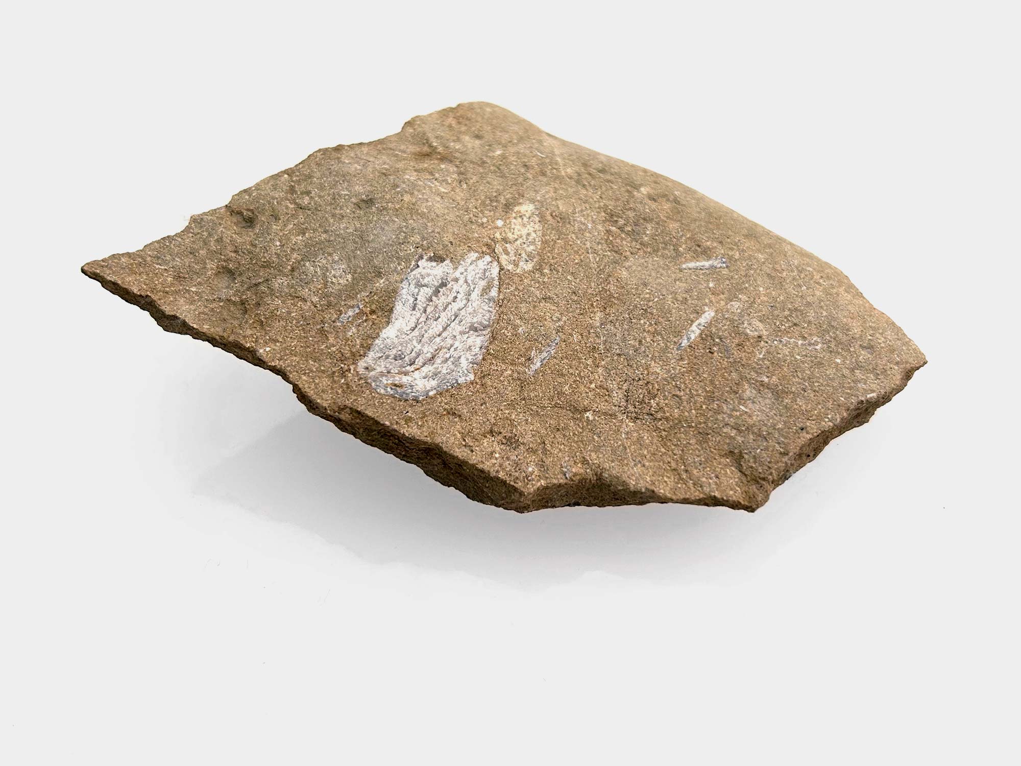 Found on Charmouth beach, Dorset, England. April 2025