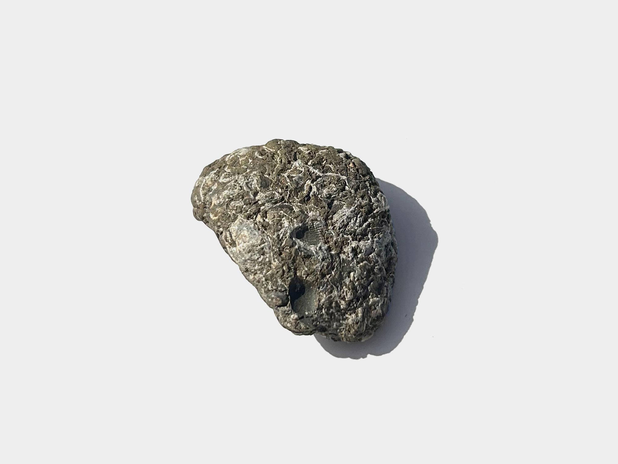 Bivalve preserved in pyrite. Found on Charmouth beach, Dorset, England. April 2025