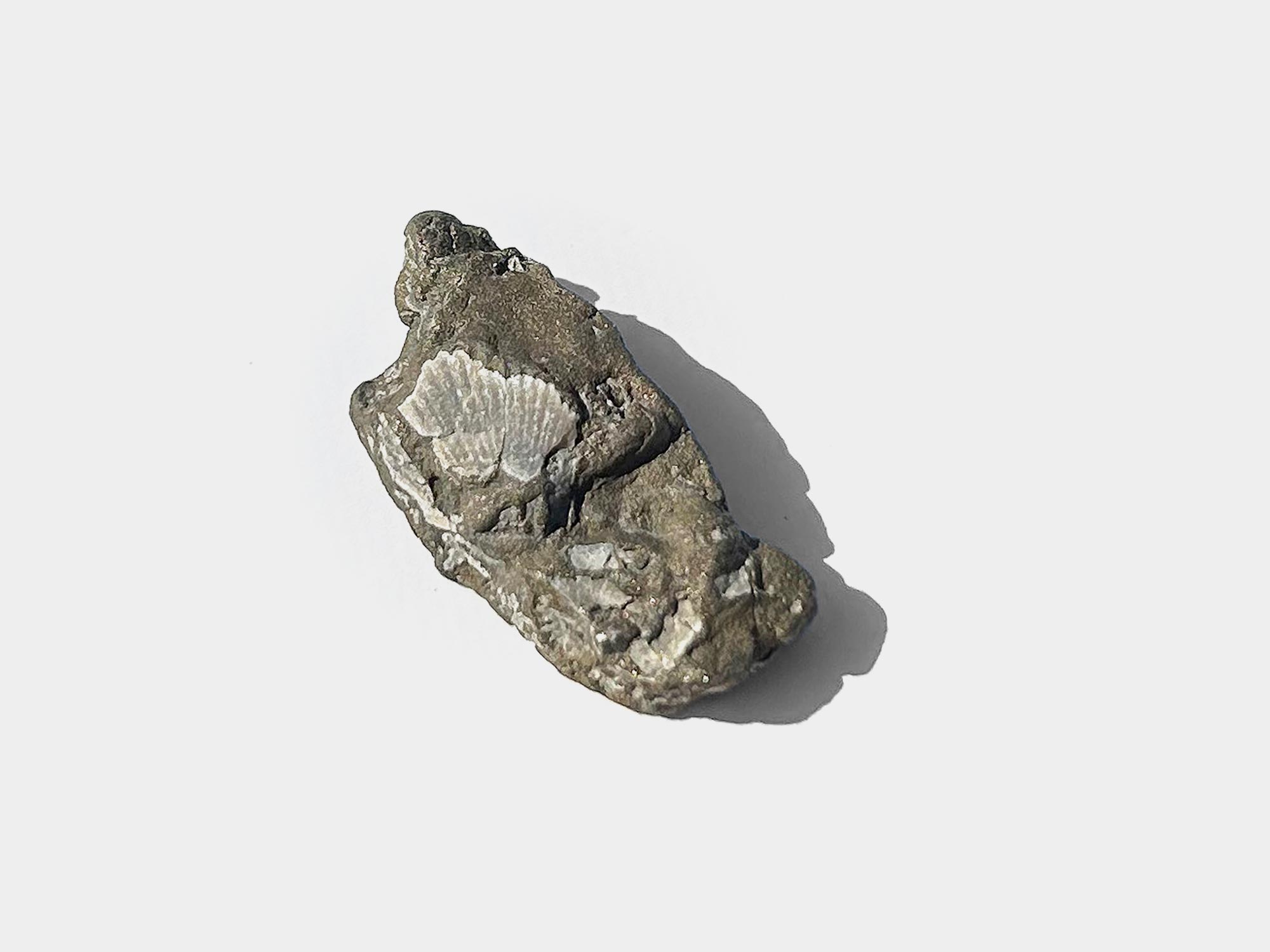 Two tiny bivalve shells in pyrite. Found on Charmouth beach, Dorset, England. April 2025