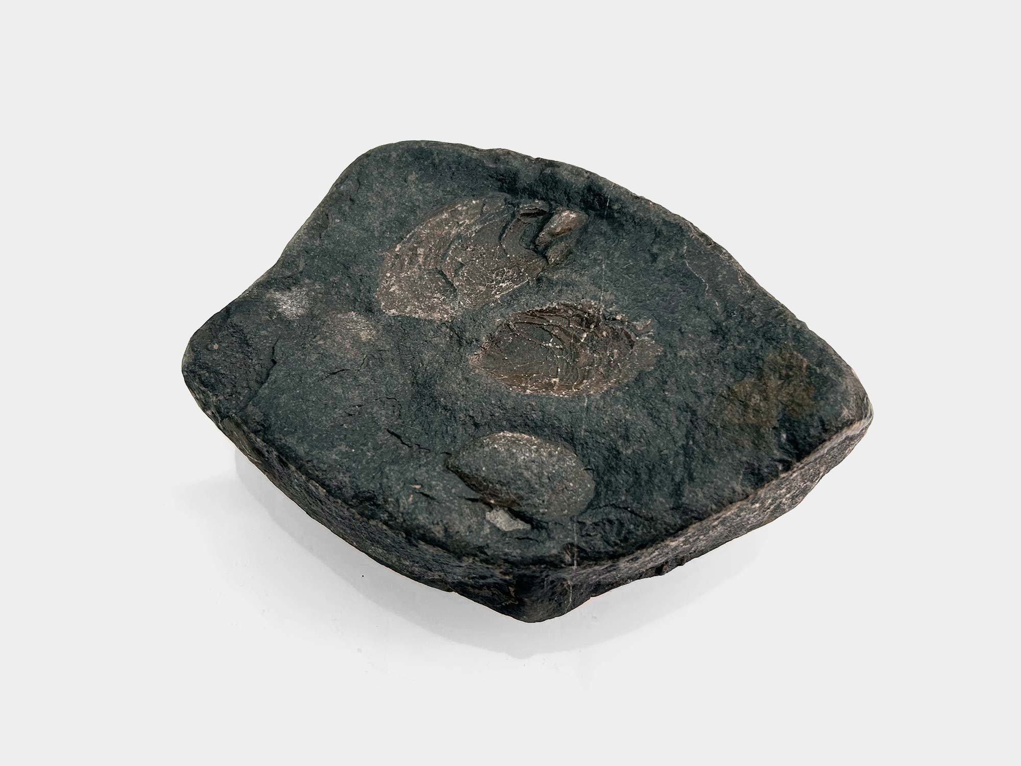 Triple bivalves. Found on Charmouth beach, Dorset, England. April 2025
