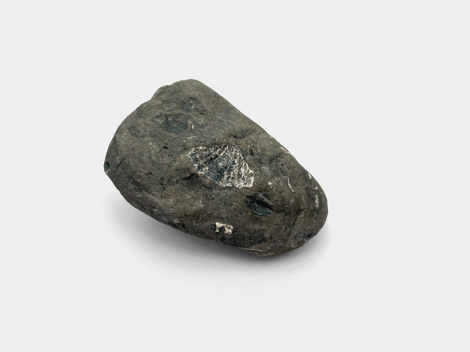 Carditida bivalve. Found on Lyme Regis beach, Dorset, England. August 2024