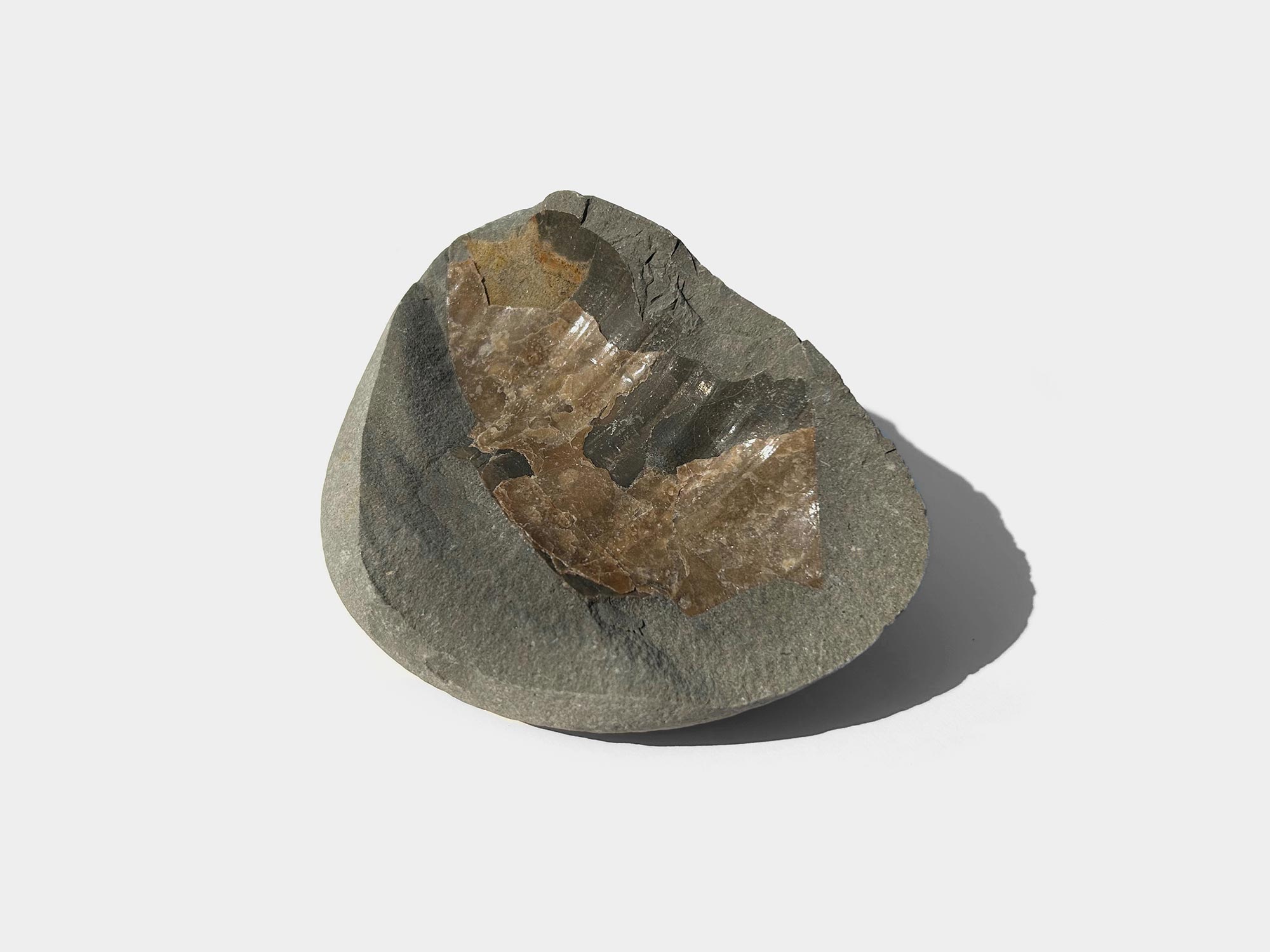 Large bivalve. Found on Lyme Regis beach, Dorset, England. August 2024