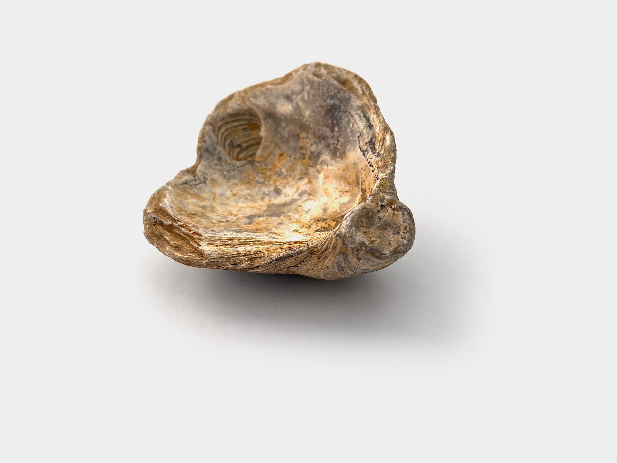 Gryphaea, a genus of marine oysters. Found in Hertfordshire, UK