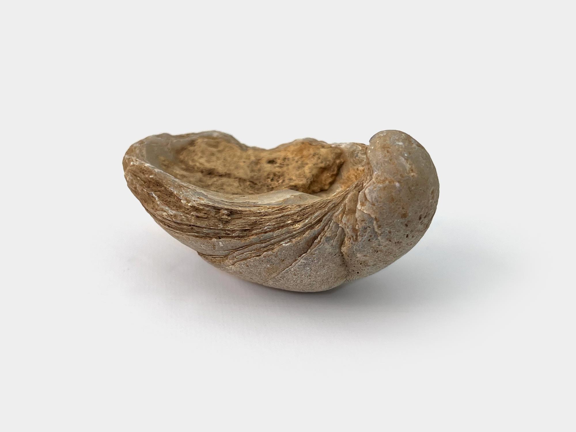 Gryphaea (devil's toenails). Found in Hertfordshire, UK