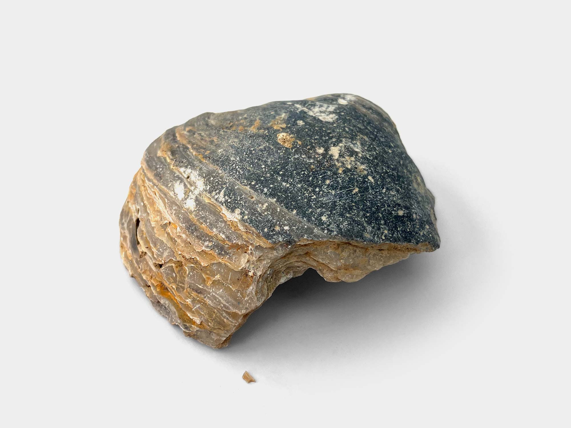 Gryphaea, a genus of marine oysters. Found in Hertfordshire, UK