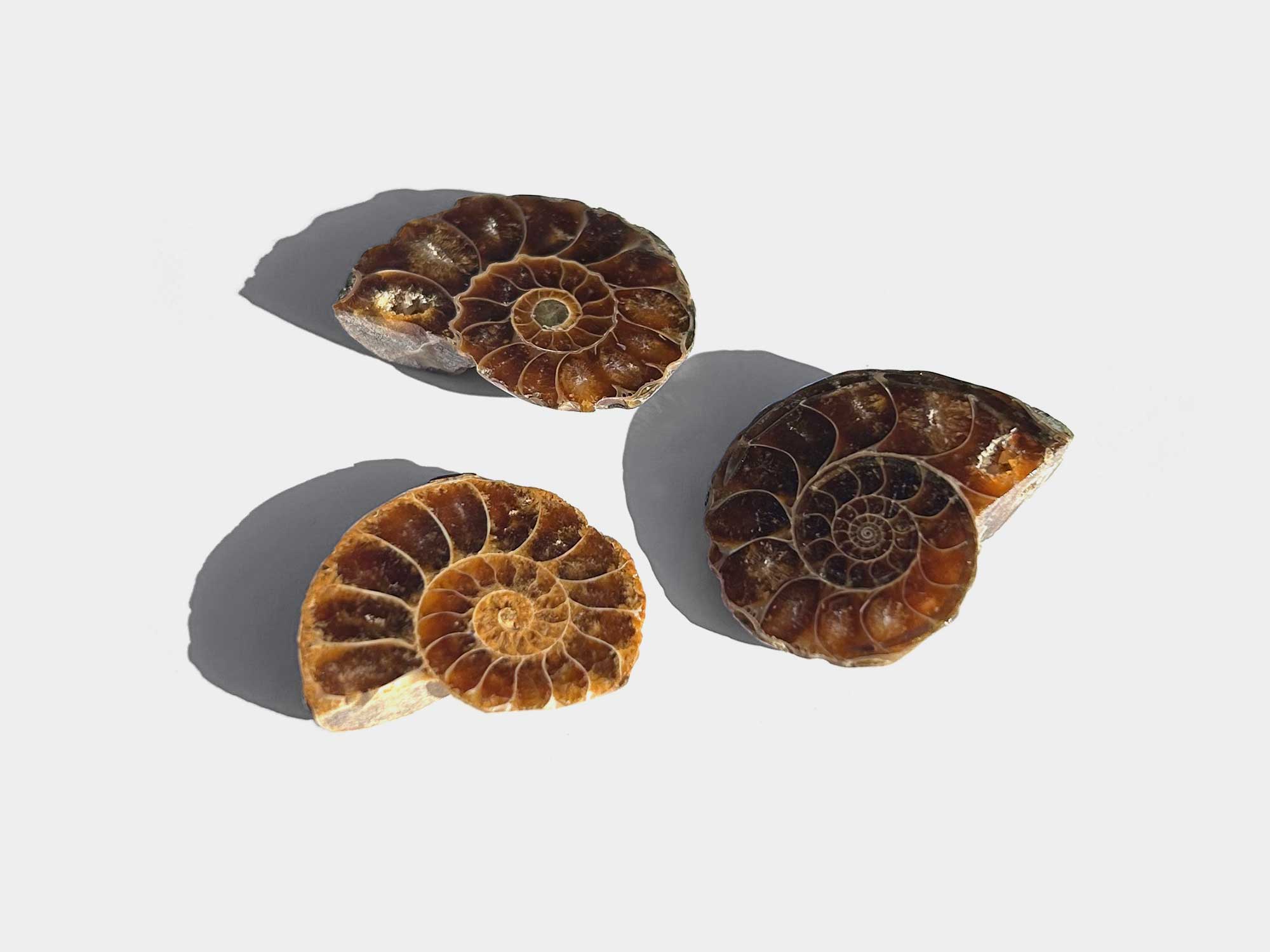 Multiple Cleoniceras sp. from Madagascar