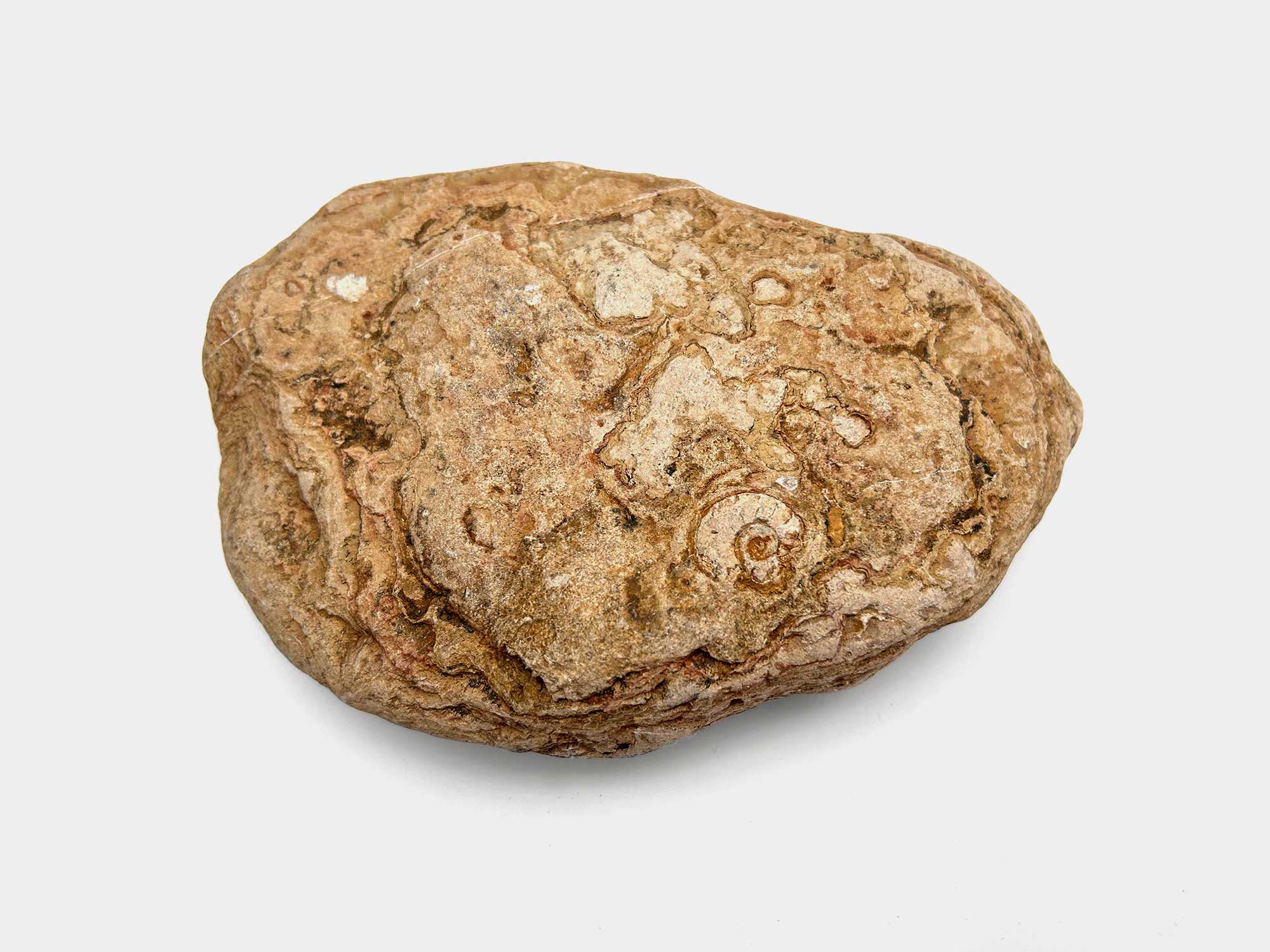 Found on Seatown beach, Dorset, England. April 2025